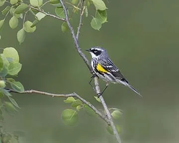 Yellow-rumped_Warbler_Z090579.JPG