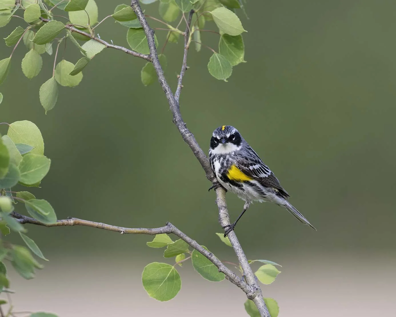 Yellow-rumped_Warbler_Z090584.JPG