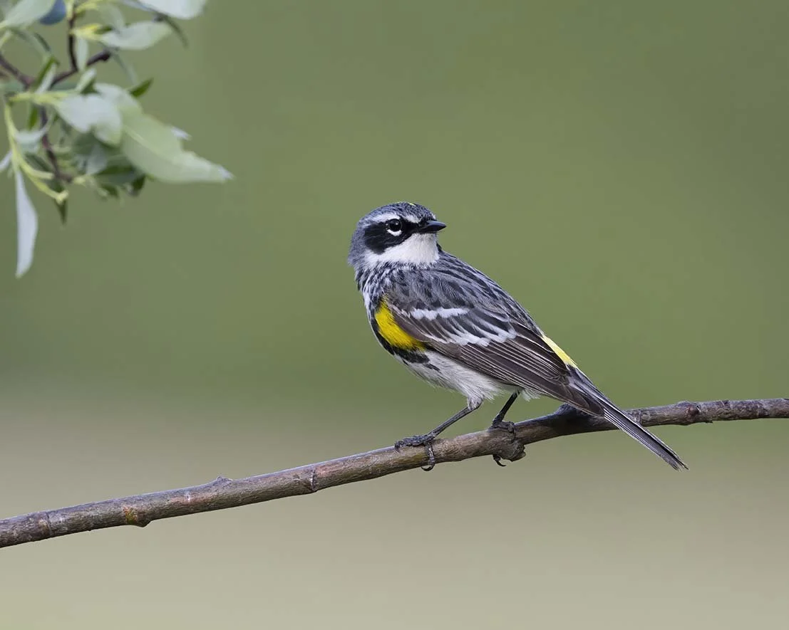 Yellow-rumped_Warbler_Z090672.JPG