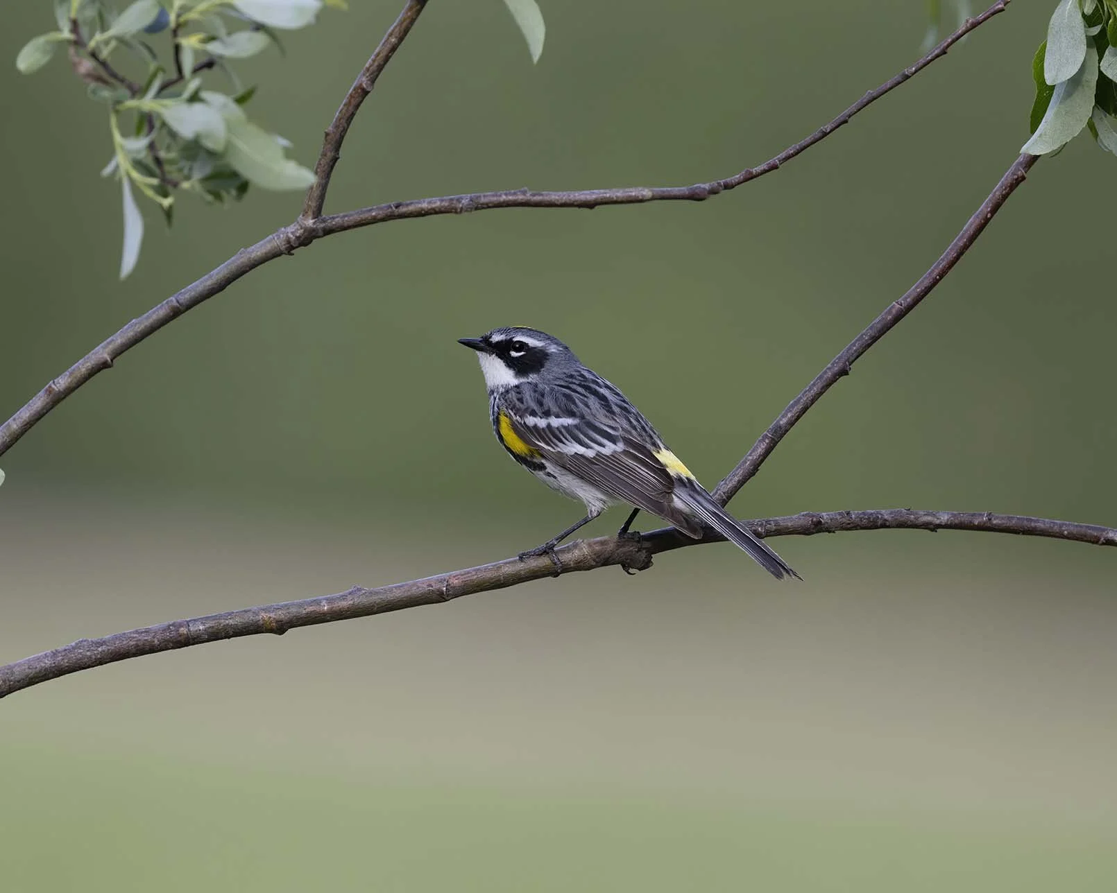 Yellow-rumped_Warbler_Z090680.JPG