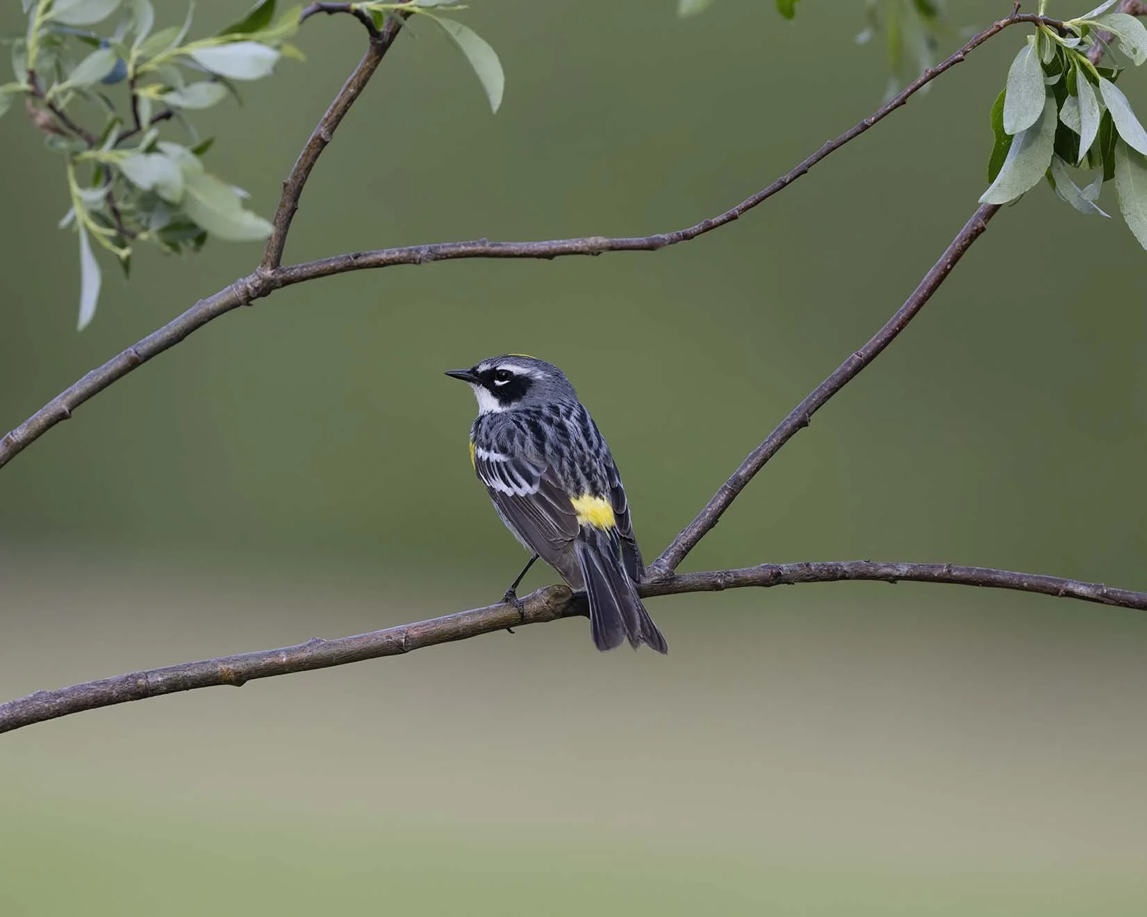 Yellow-rumped_Warbler_Z090688.JPG