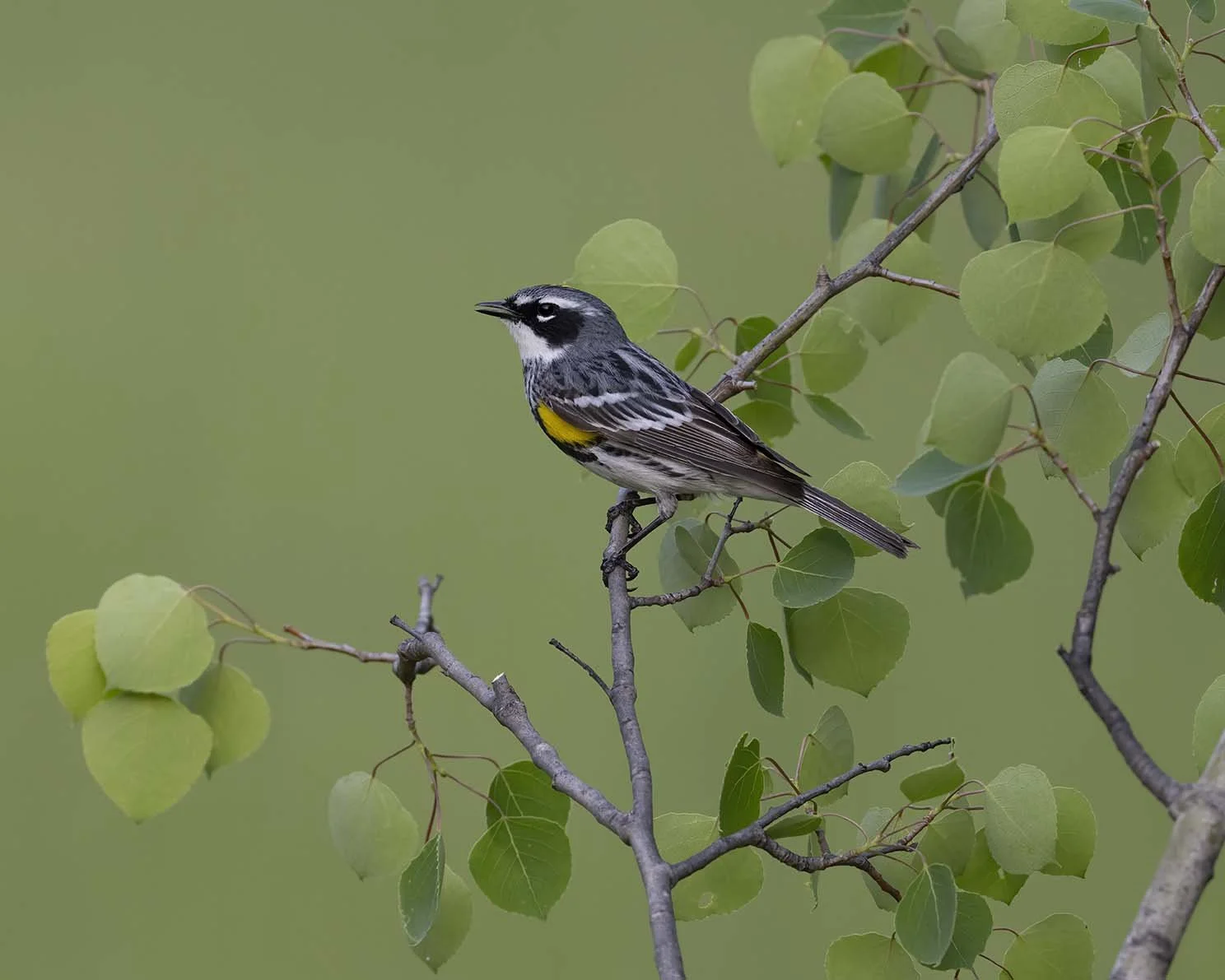 Yellow-rumped_Warbler_Z090704.JPG