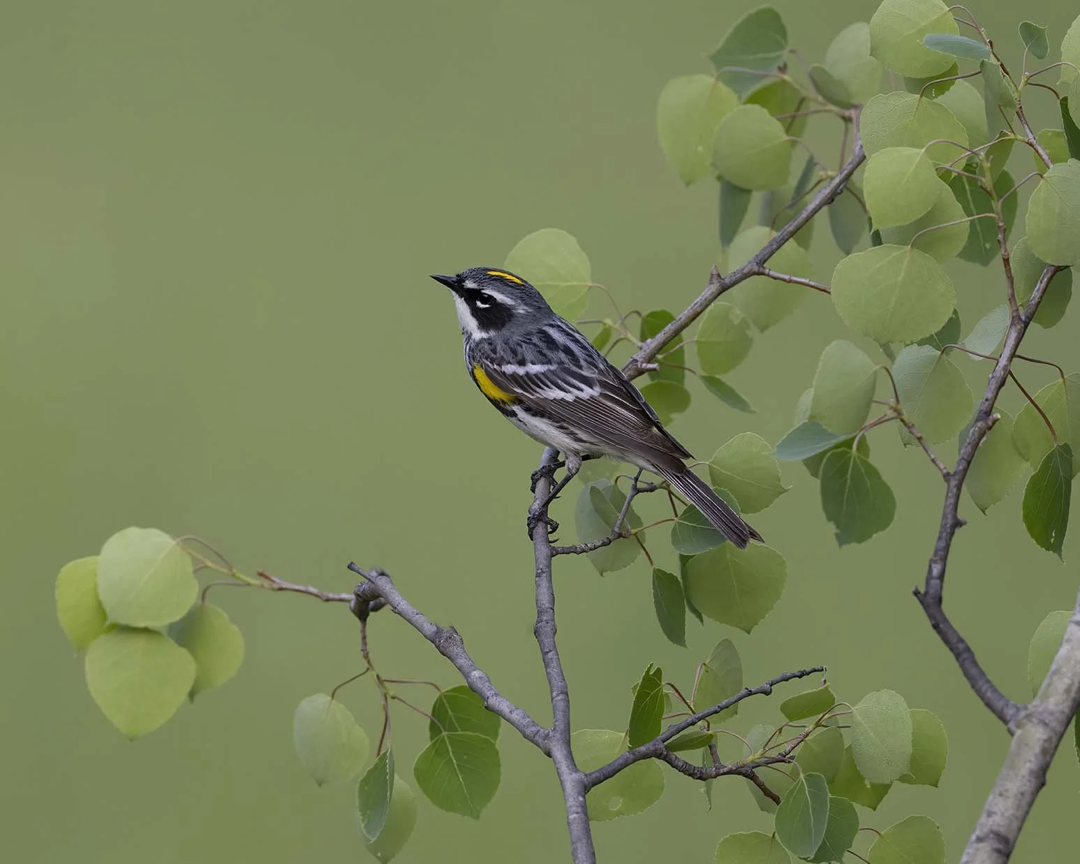 Yellow-rumped_Warbler_Z090722.JPG