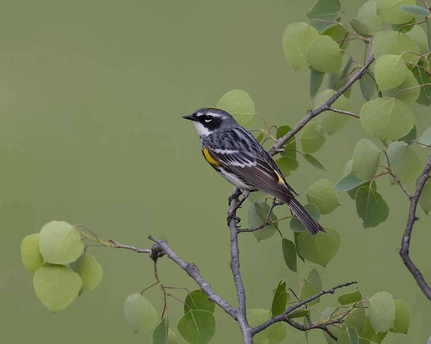 Yellow-rumped_Warbler_Z090737.JPG