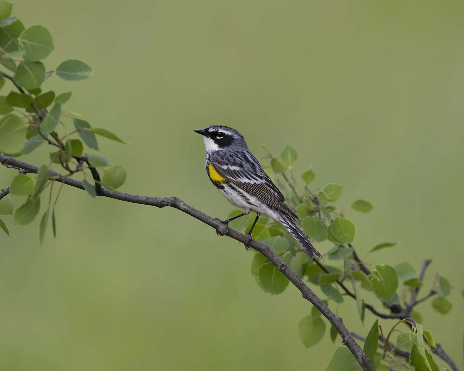 Yellow-rumped_Warbler_Z090750.JPG