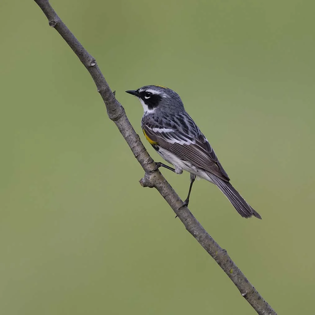 Yellow-rumped_Warbler_Z090833.JPG