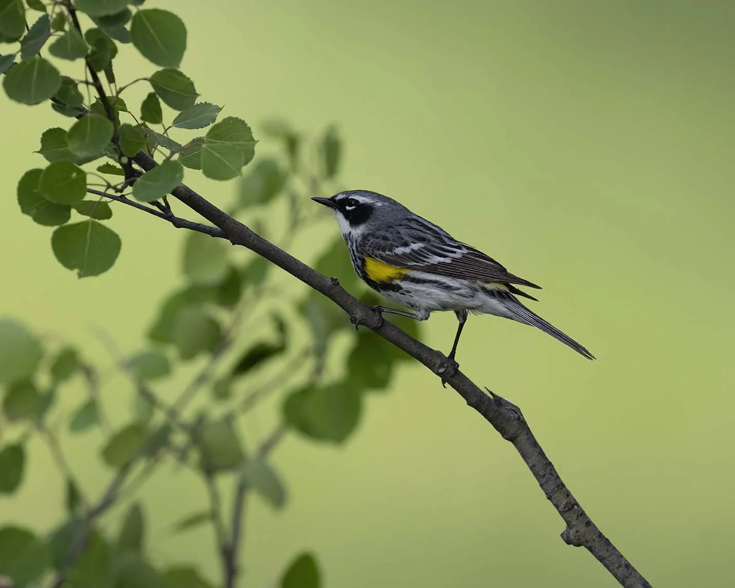 Yellow-rumped_Warbler_Z099997.JPG