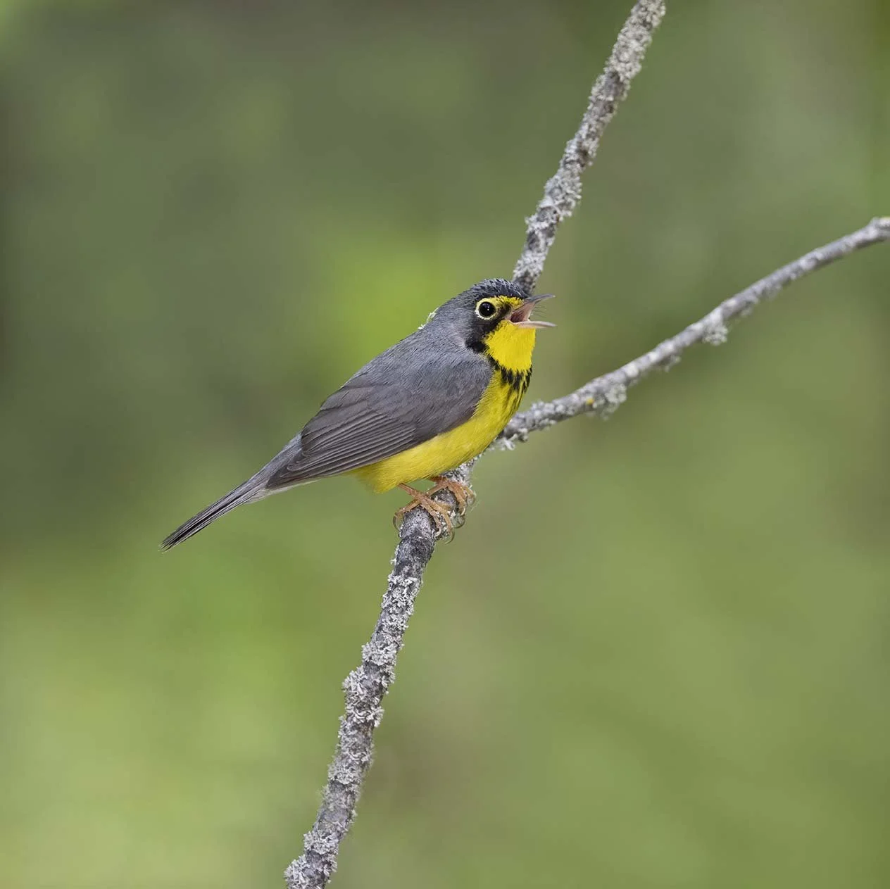 Canada_Warbler_Z097888.JPG