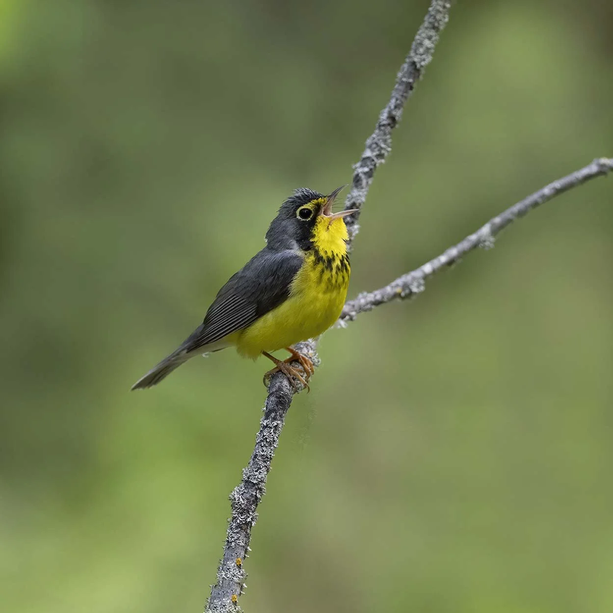 Canada_Warbler_Z097908.JPG