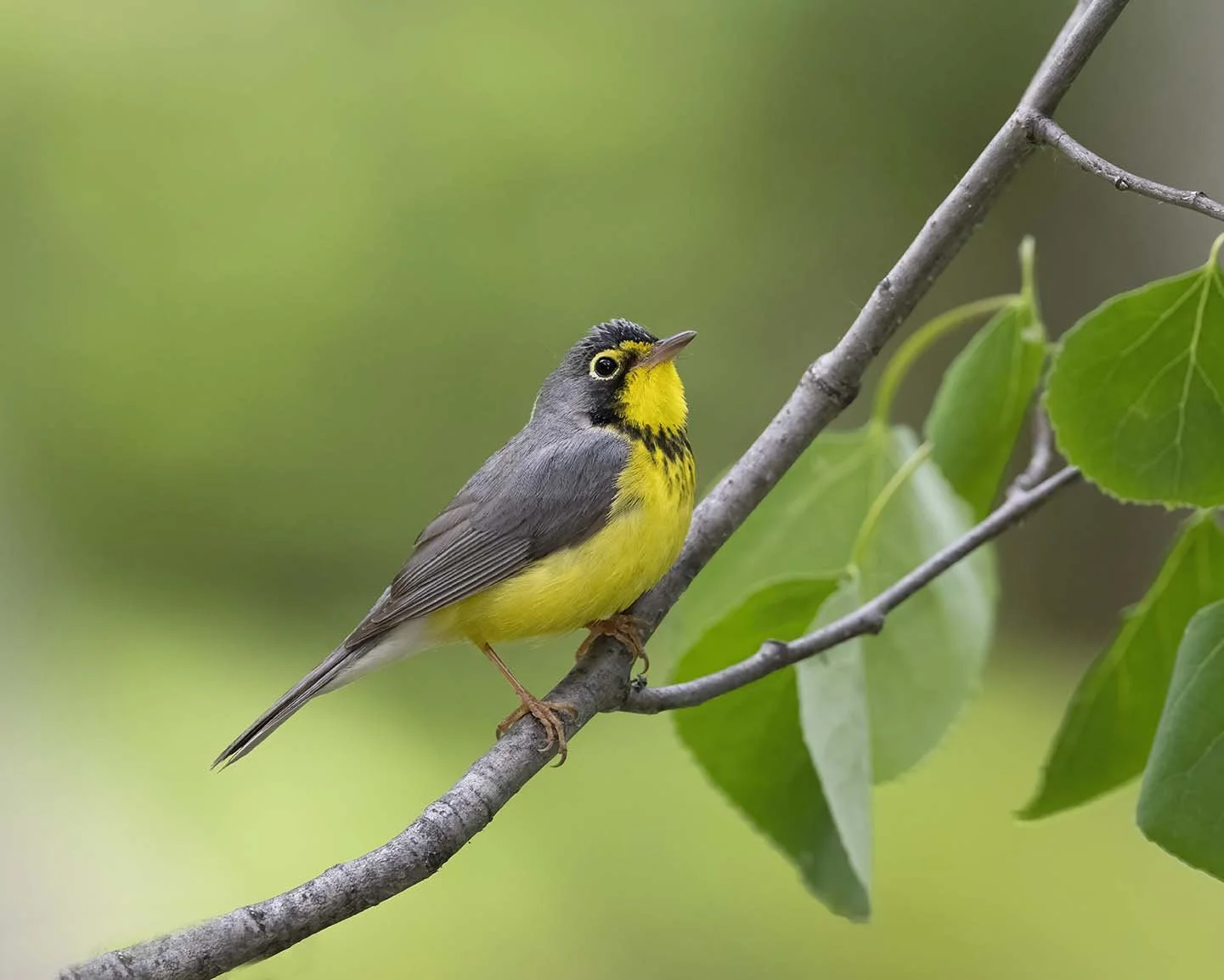 Canada_Warbler_Z098146.JPG
