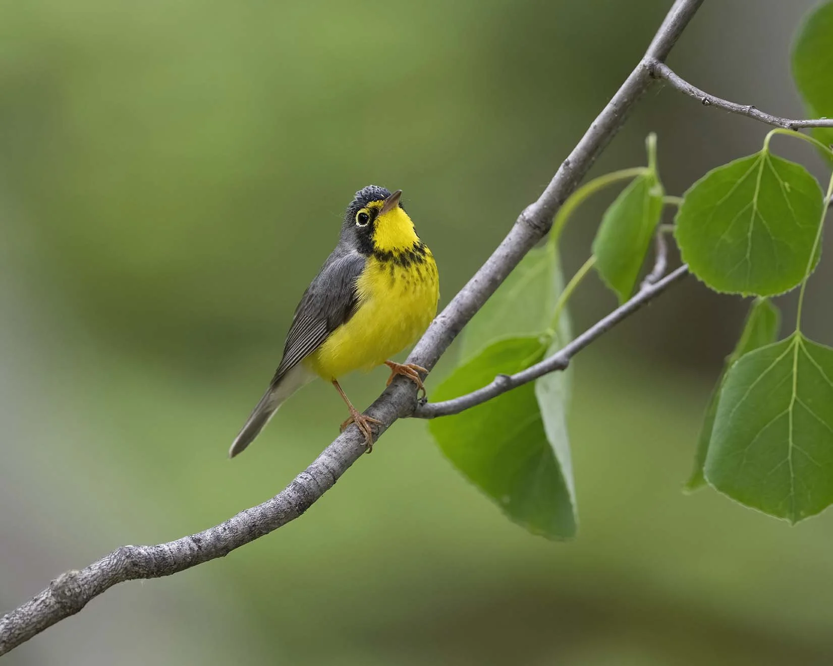 Canada_Warbler_Z098168.JPG