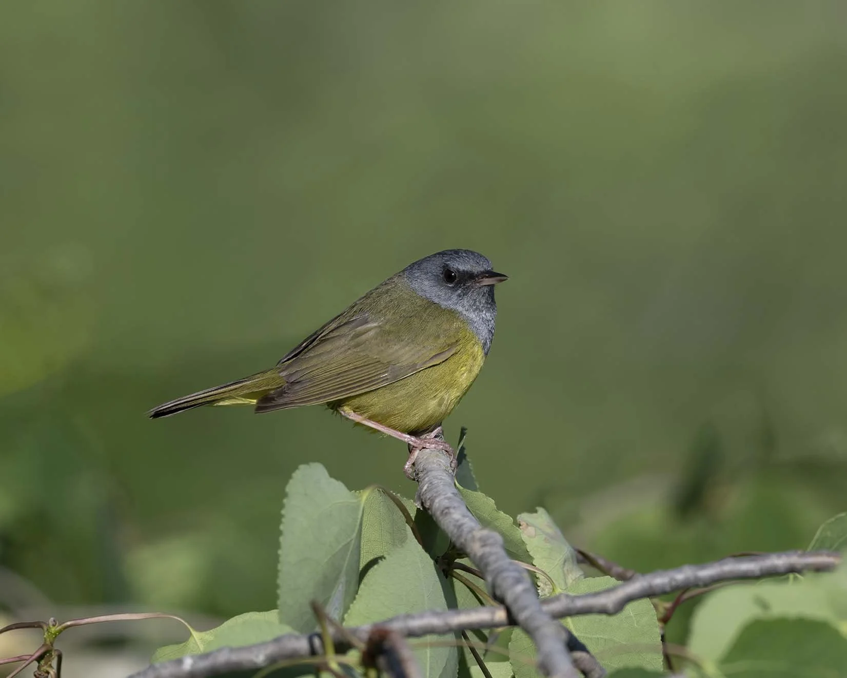 Mourning_Warbler_Z098563.JPG