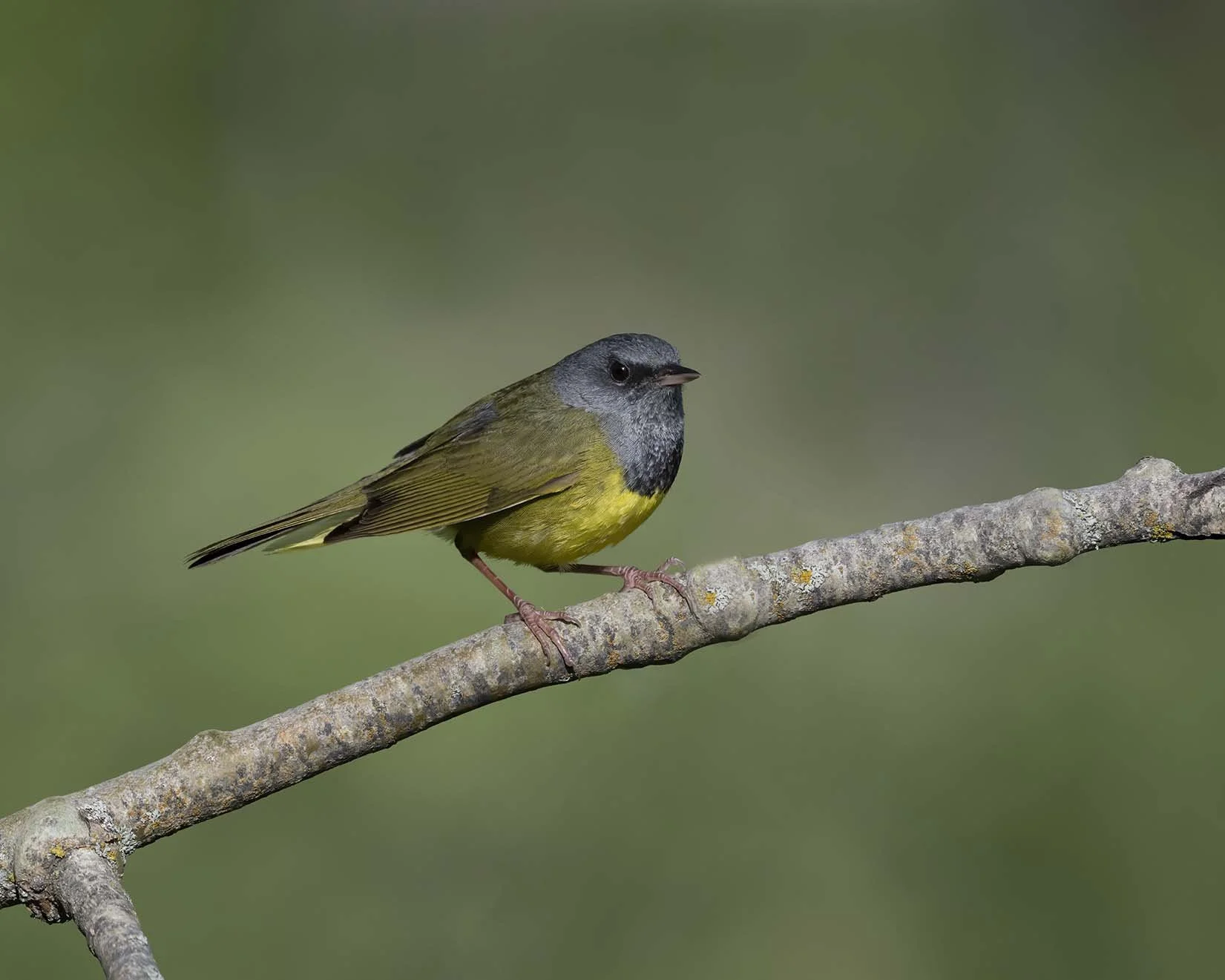 Mourning_Warbler_Z098599.JPG