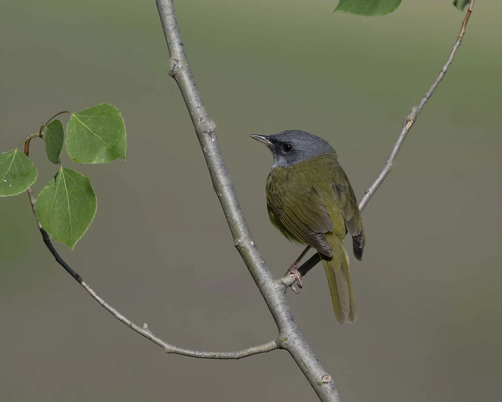 Mourning_Warbler_Z098708.JPG