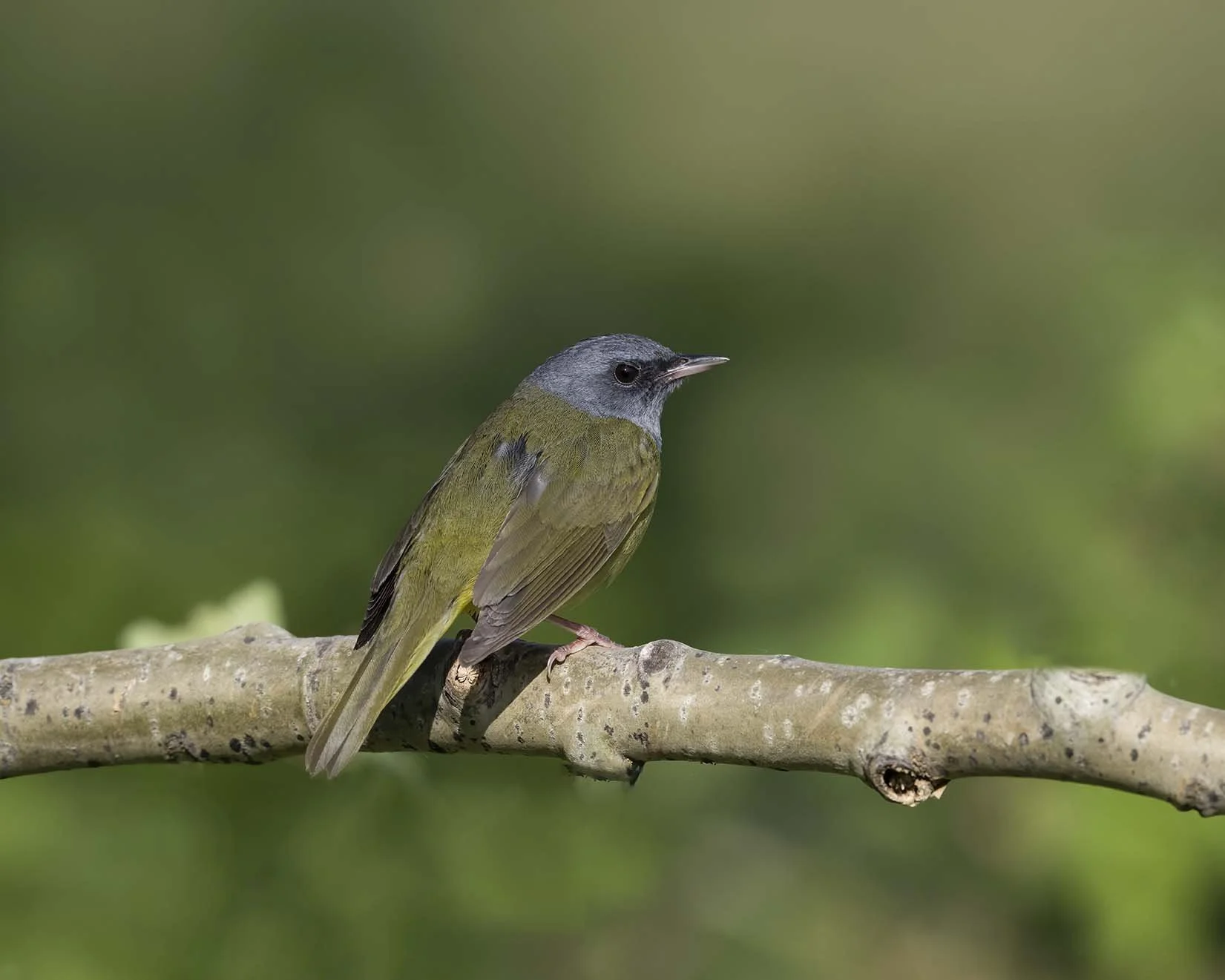 Mourning_Warbler_Z098751.JPG
