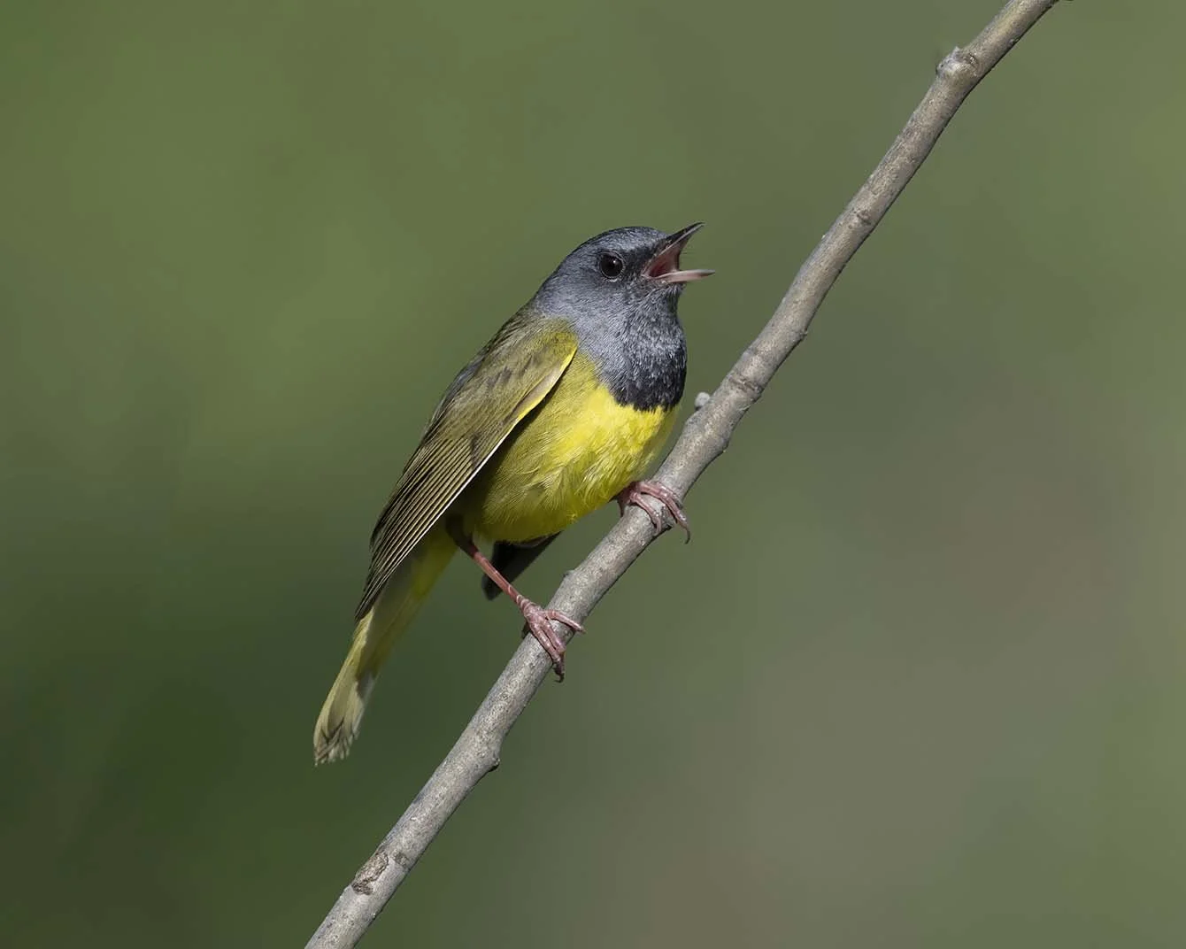 Mourning_Warbler_Z098771.JPG