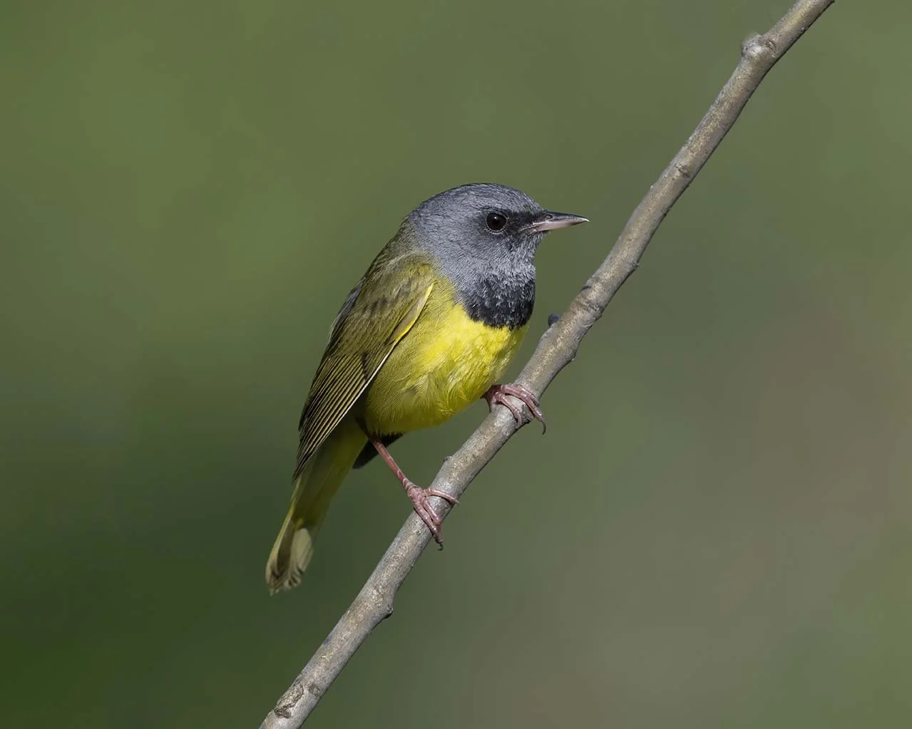 Mourning_Warbler_Z098818.JPG