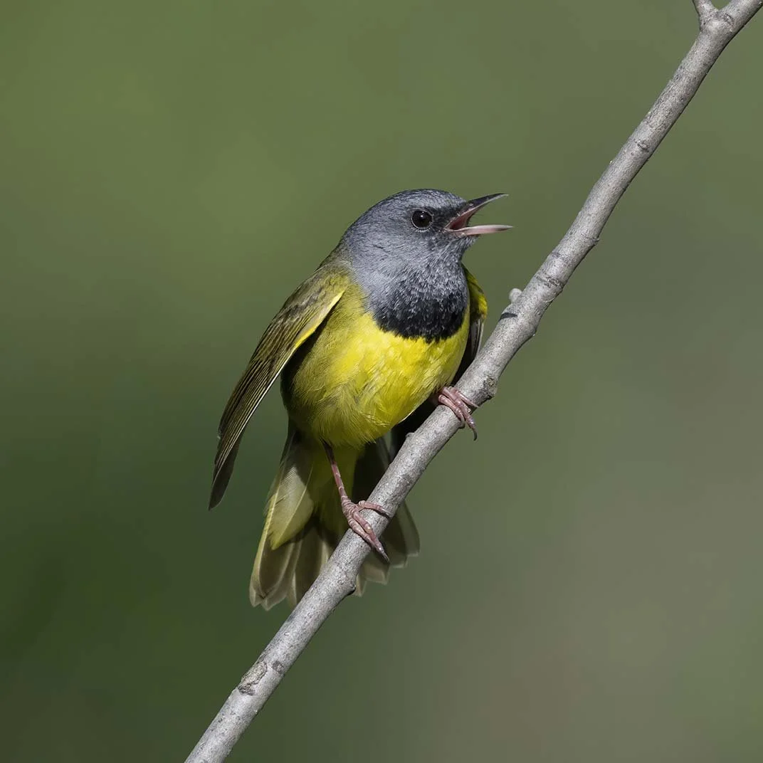 Mourning_Warbler_Z098891.JPG
