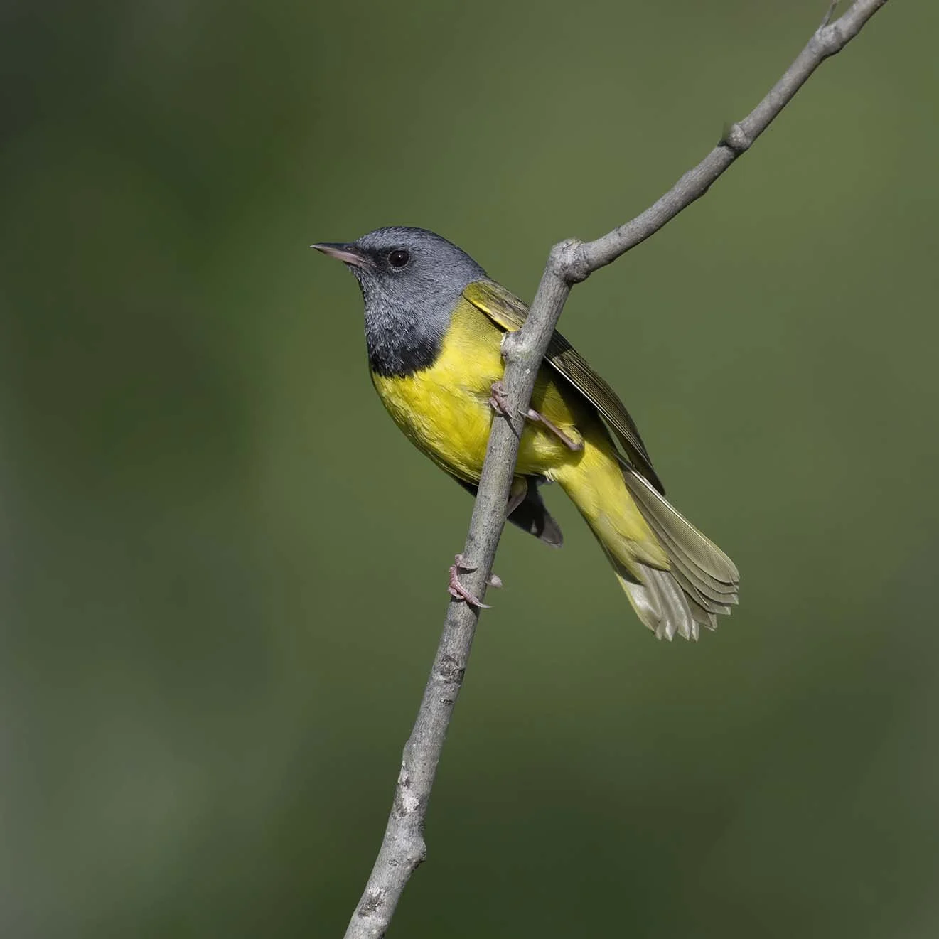 Mourning_Warbler_Z098910.JPG