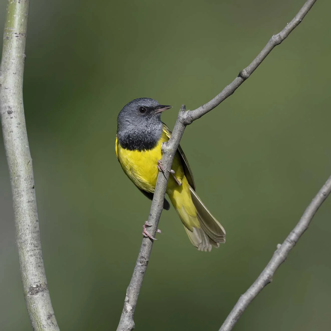 Mourning_Warbler_Z098925.JPG