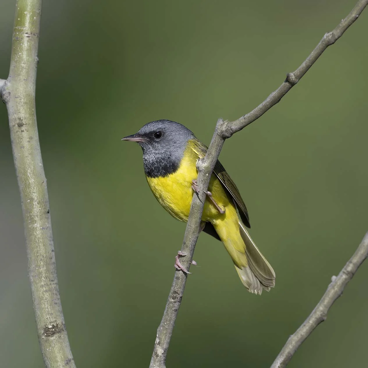 Mourning_Warbler_Z098944.JPG
