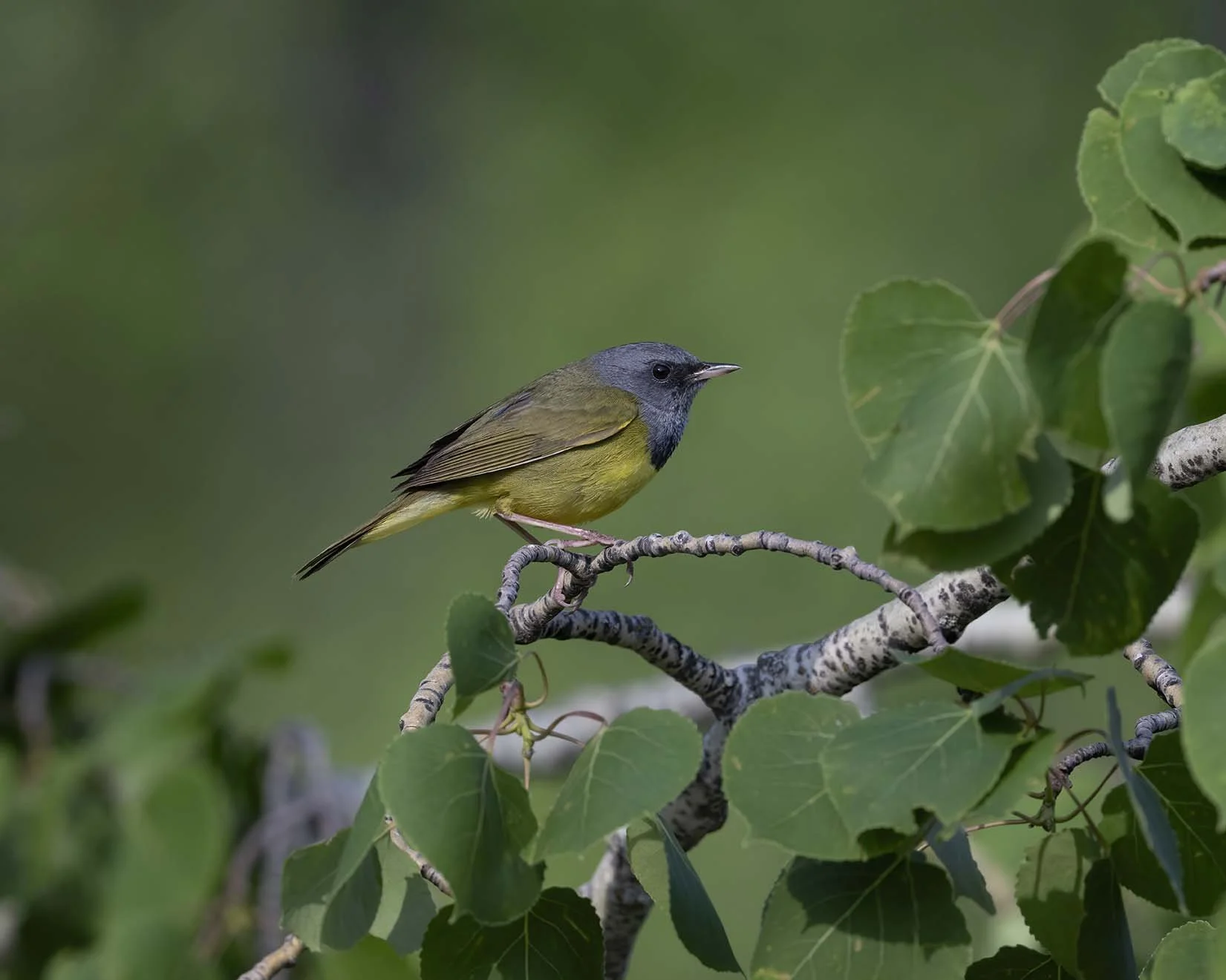 Mourning_Warbler_Z098994.JPG