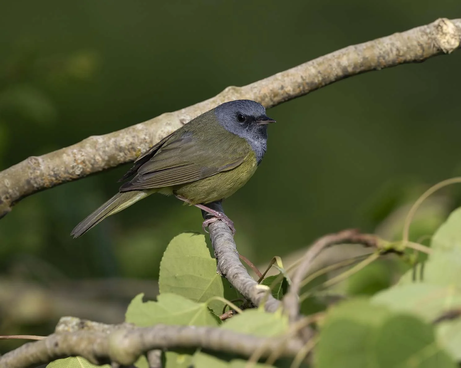 Mourning_Warbler_Z099021.JPG