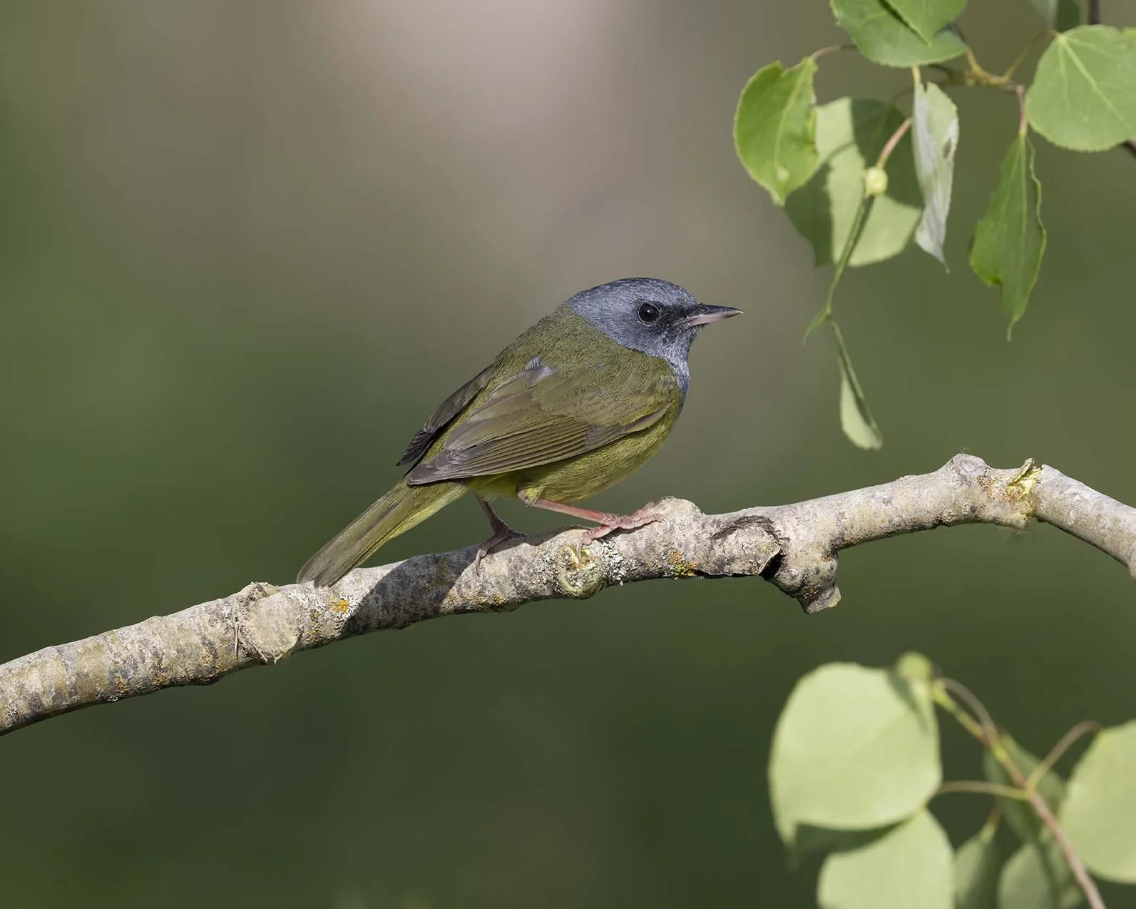 Mourning_Warbler_Z099049.JPG