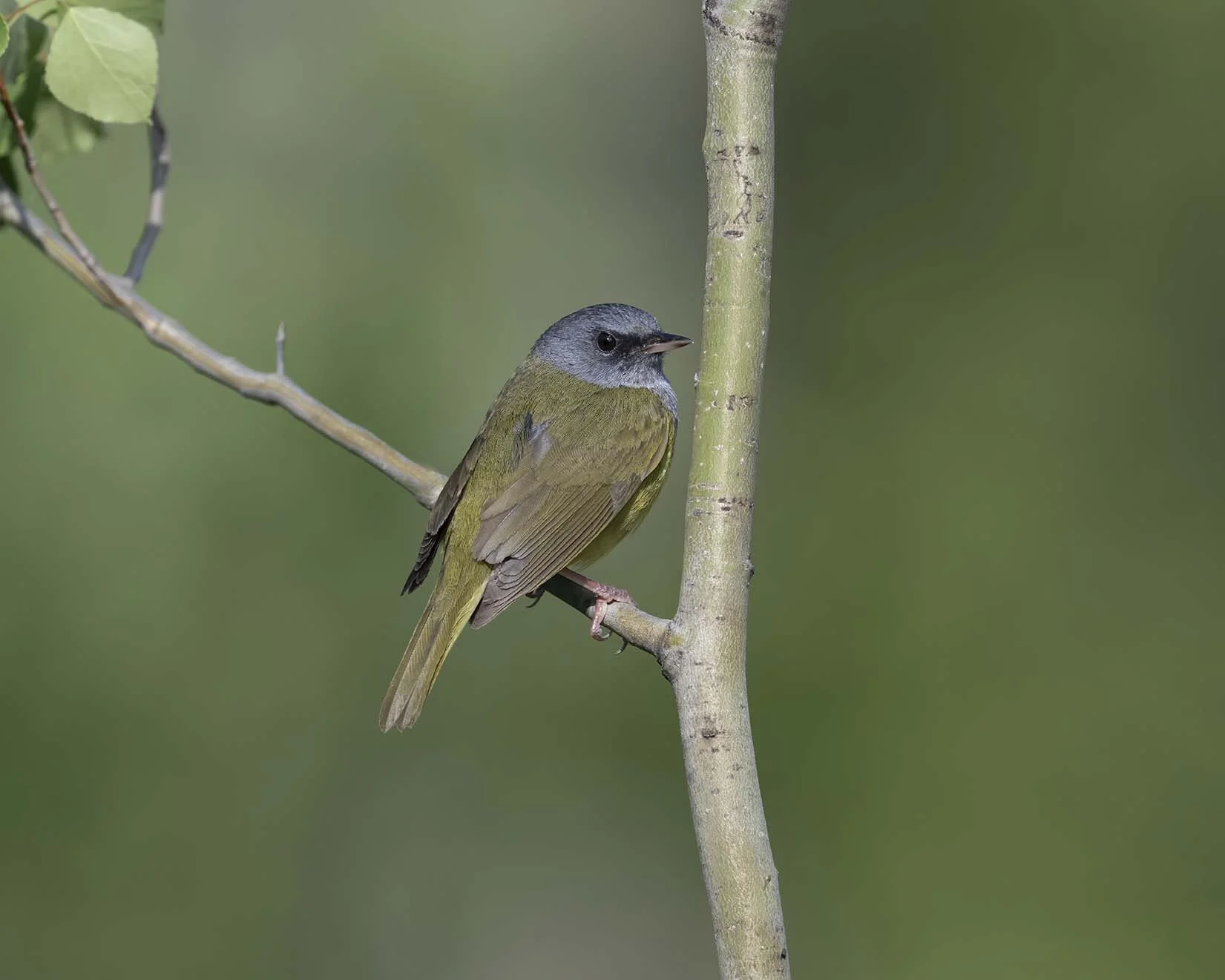 Mourning_Warbler_Z099102.JPG