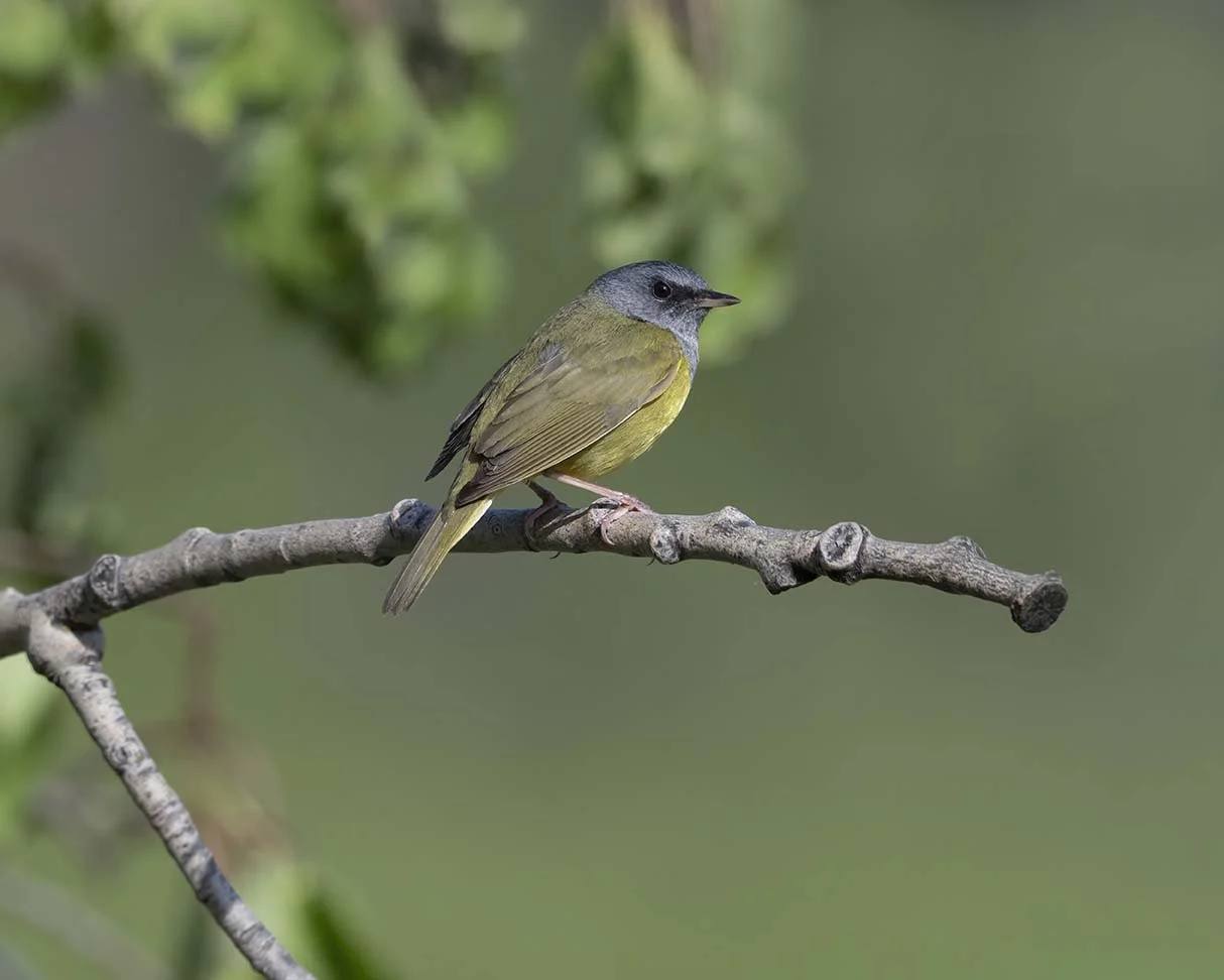Mourning_Warbler_Z099117.JPG