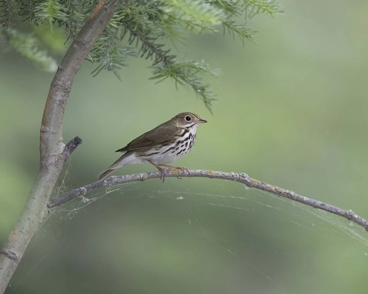Ovenbird_Z091722.JPG