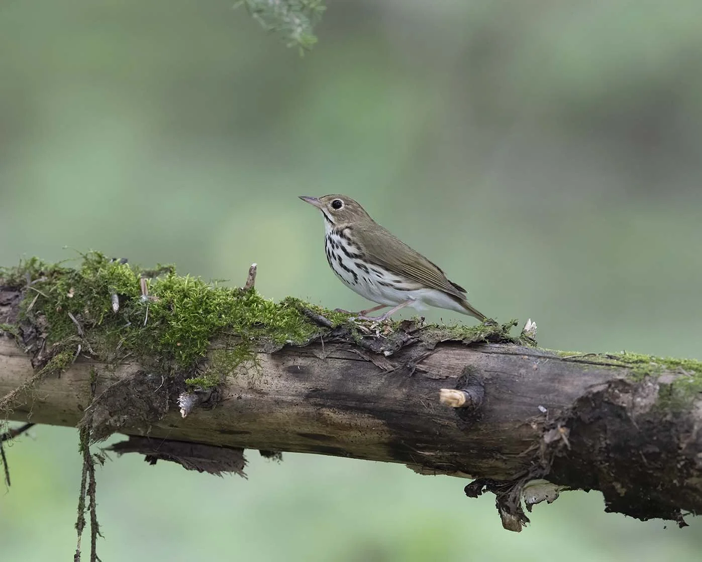 Ovenbird_Z091747.JPG