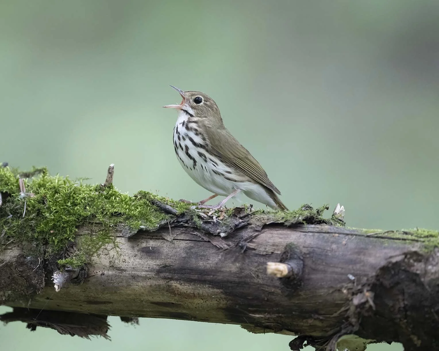 Ovenbird_Z091819.JPG