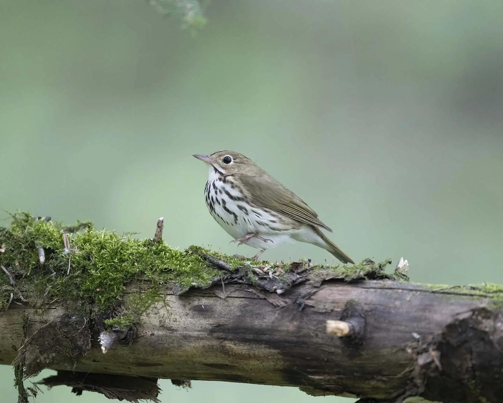 Ovenbird_Z091843.JPG
