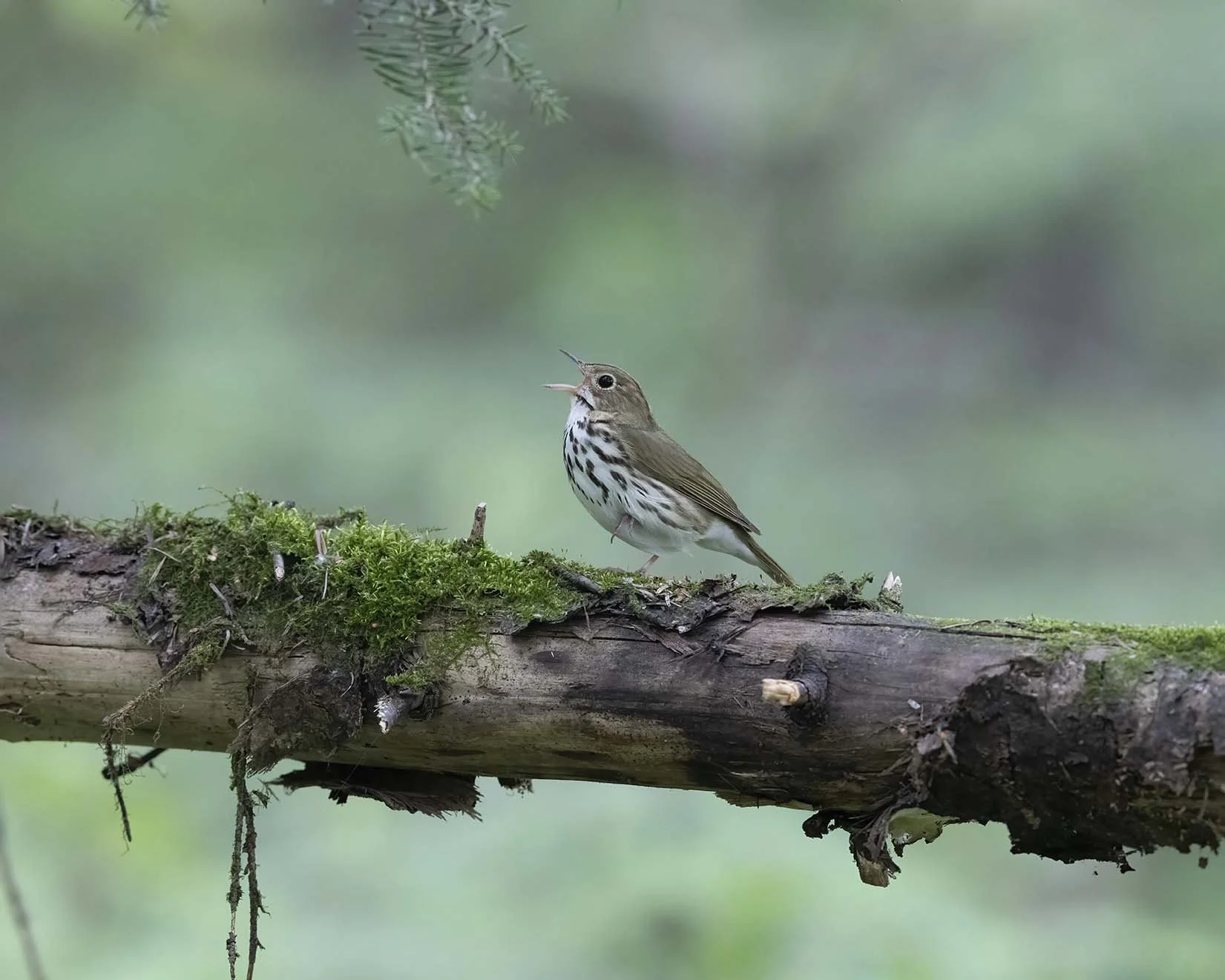 Ovenbird_Z091885.JPG