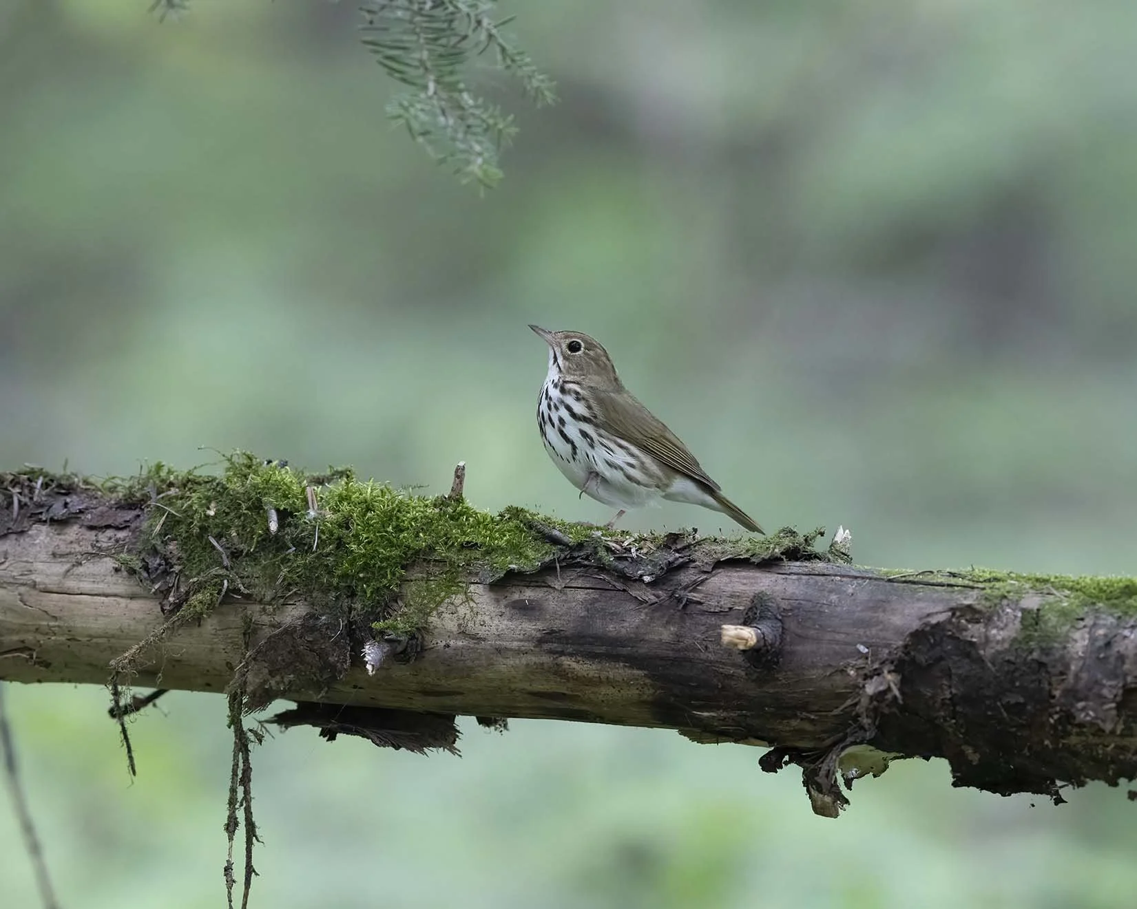 Ovenbird_Z091891.JPG