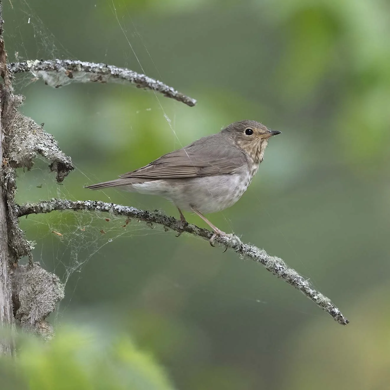 Swainson's_Thrush_Z091951.JPG