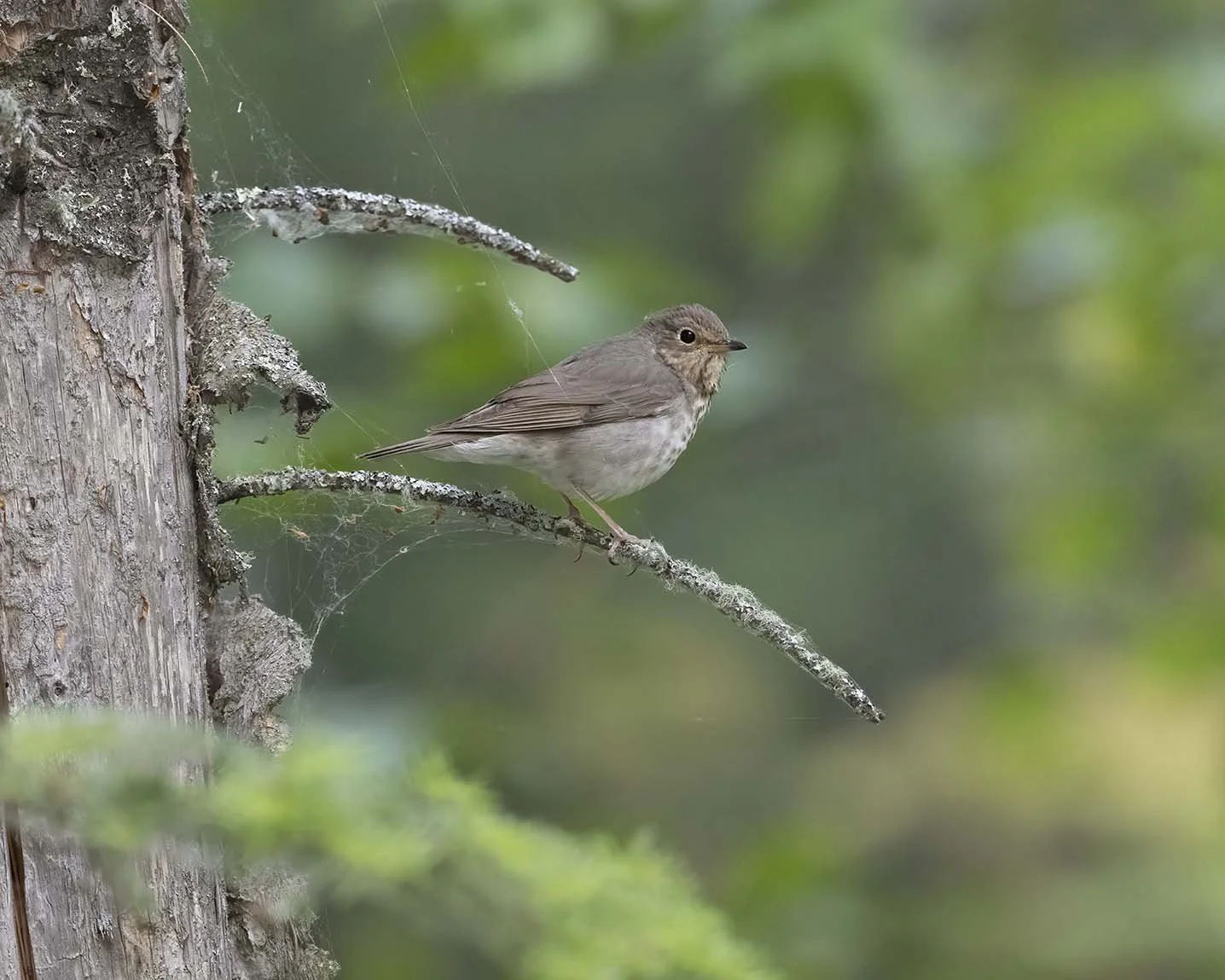 Swainson's_Thrush_Z091971.JPG