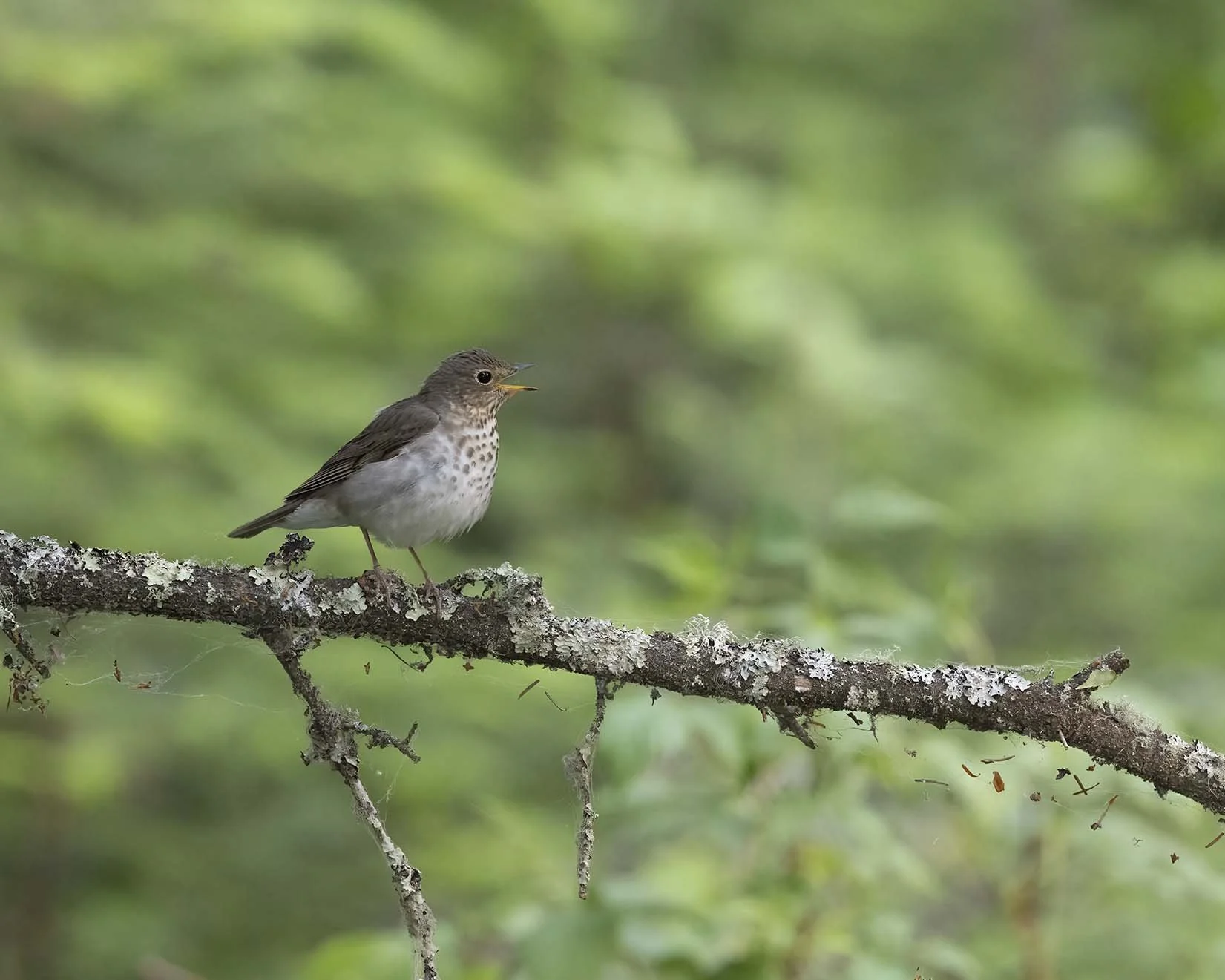 Swainson's_Thrush_Z091978.JPG