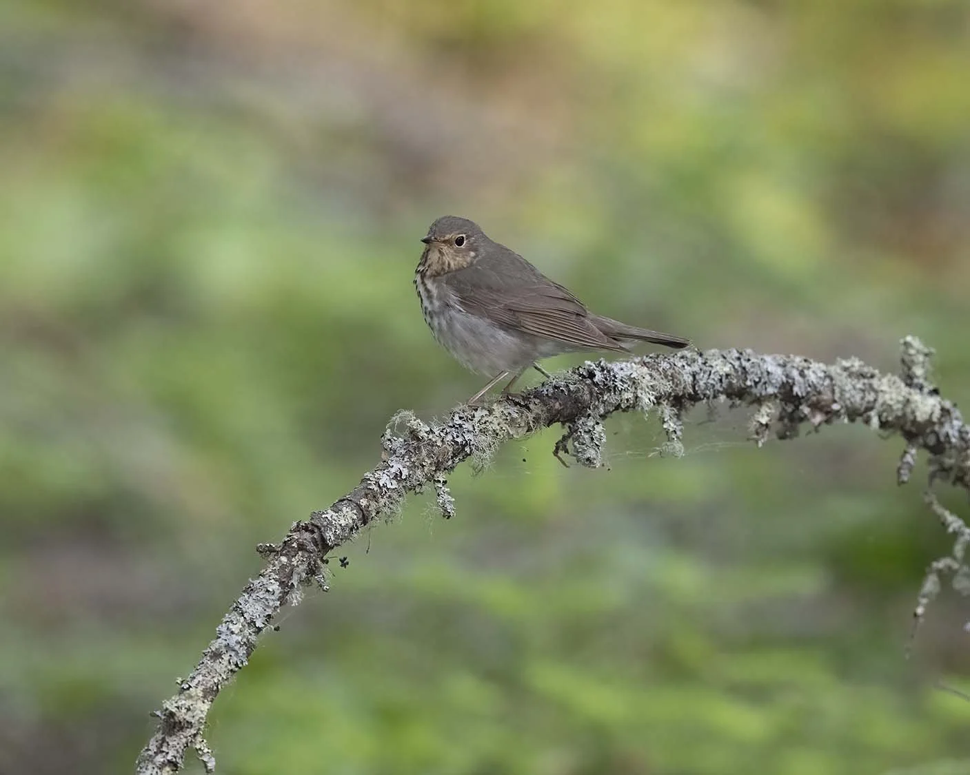 Swainson's_Thrush_Z092008.JPG