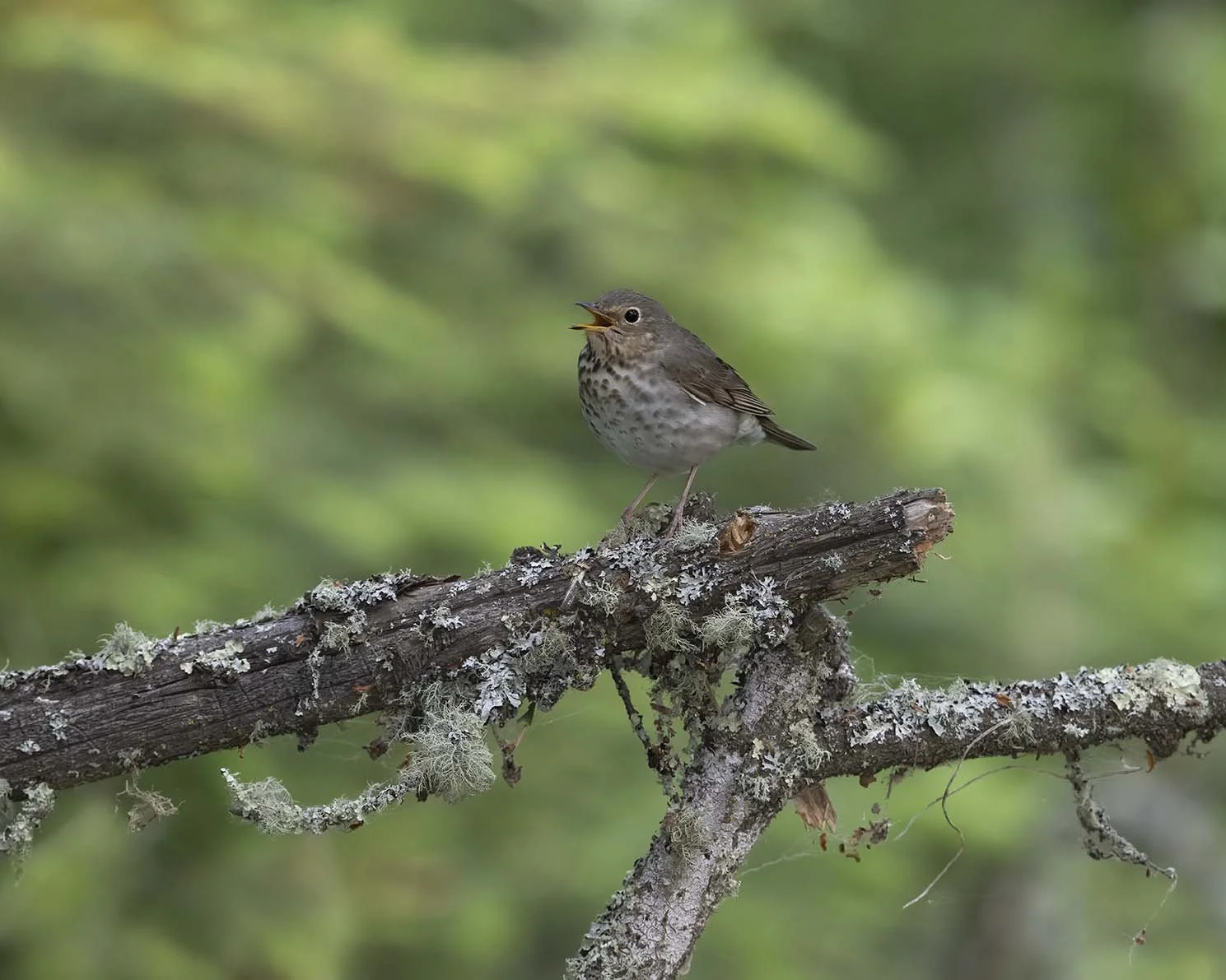 Swainson's_Thrush_Z092027.JPG