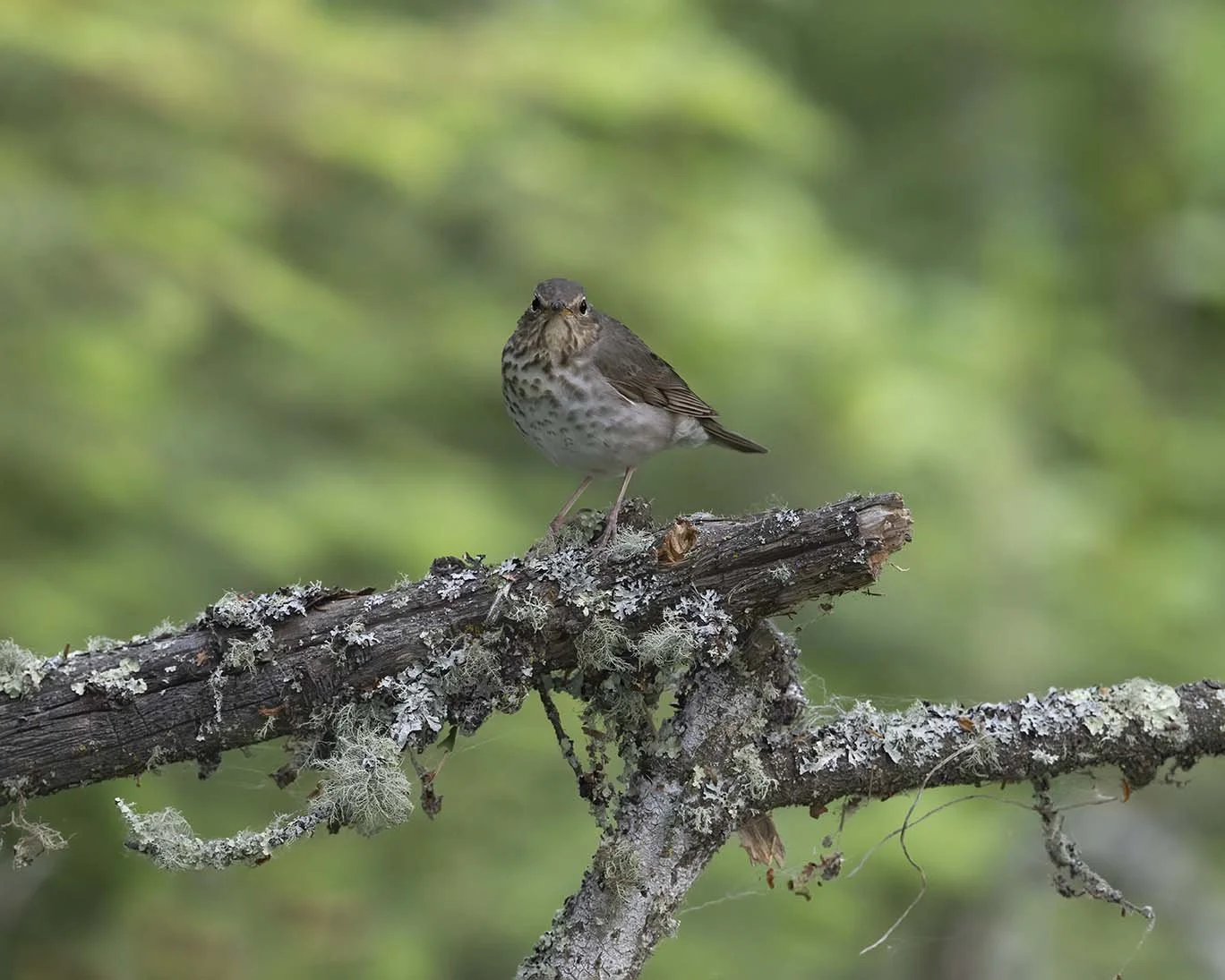 Swainson's_Thrush_Z092032.JPG