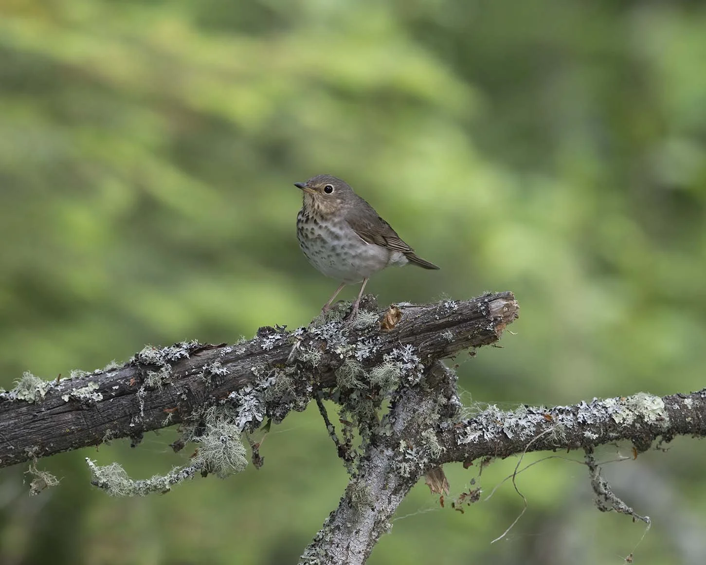 Swainson's_Thrush_Z092036.JPG