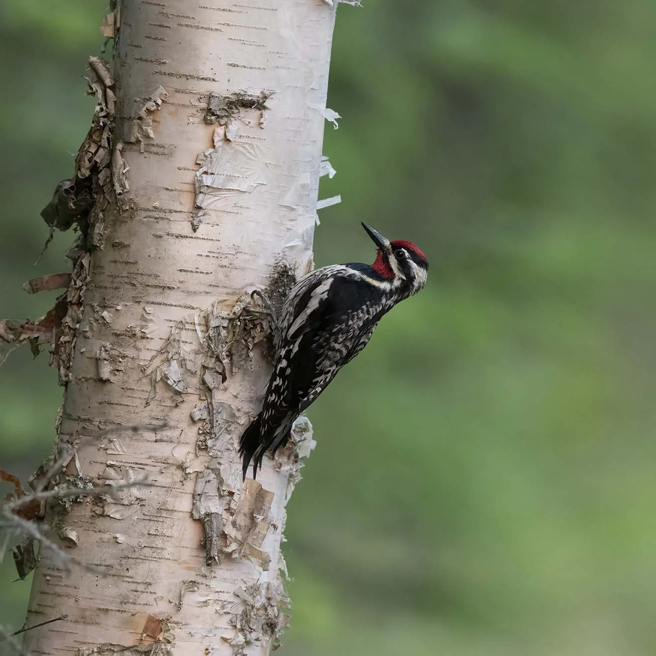 Yellow-bellied_Sapsucker_Z091076.JPG