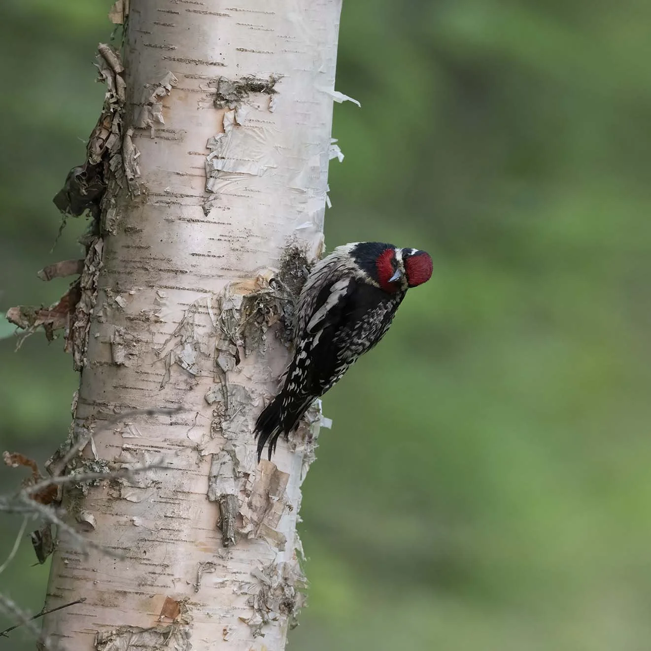 Yellow-bellied_Sapsucker_Z091099.JPG