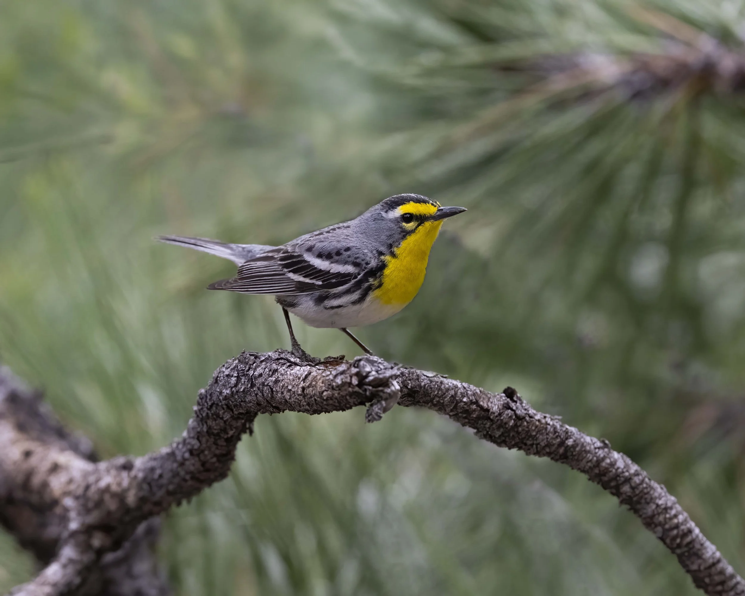 Grace's_Warbler_Z093954.jpg