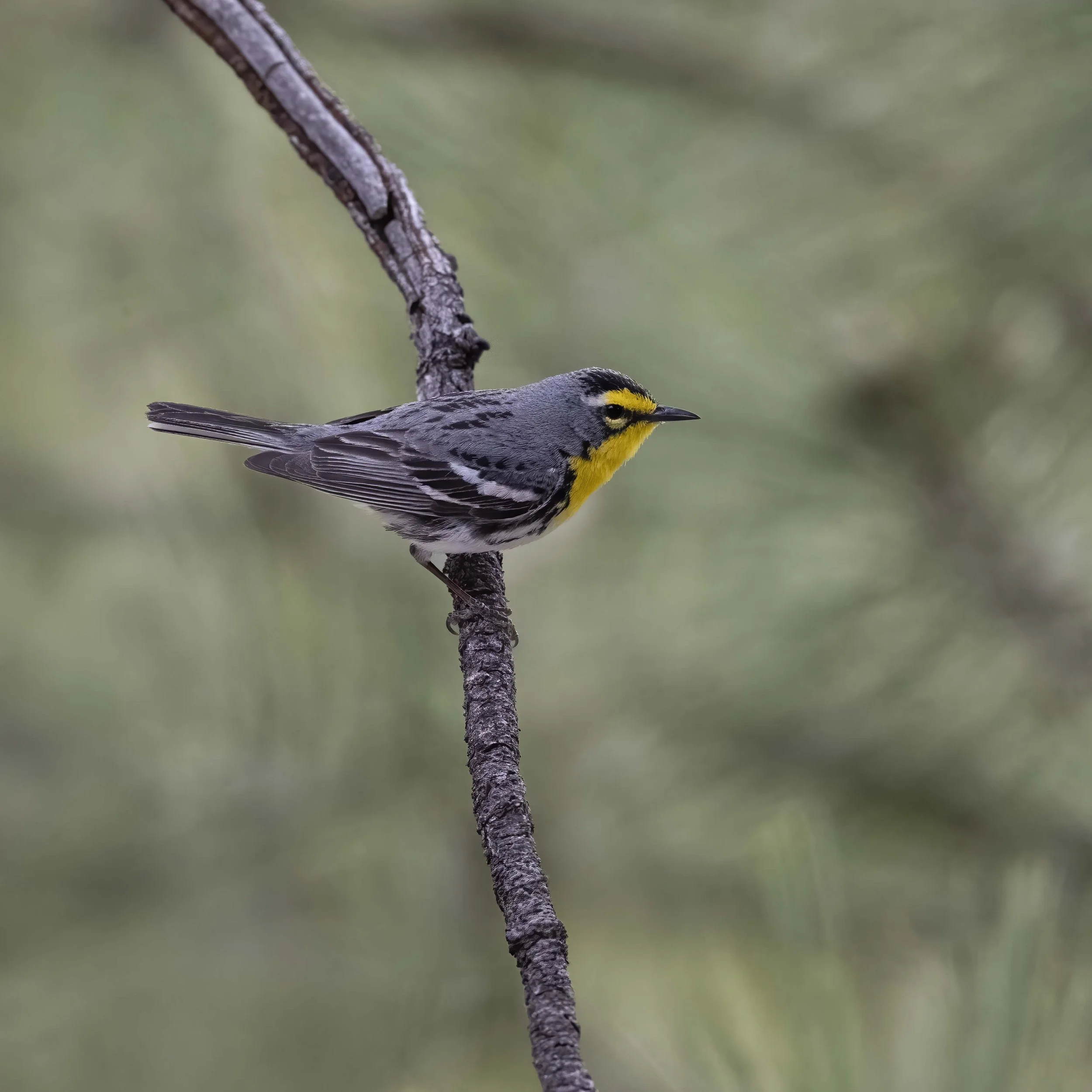 Grace's_Warbler_Z093968.jpg