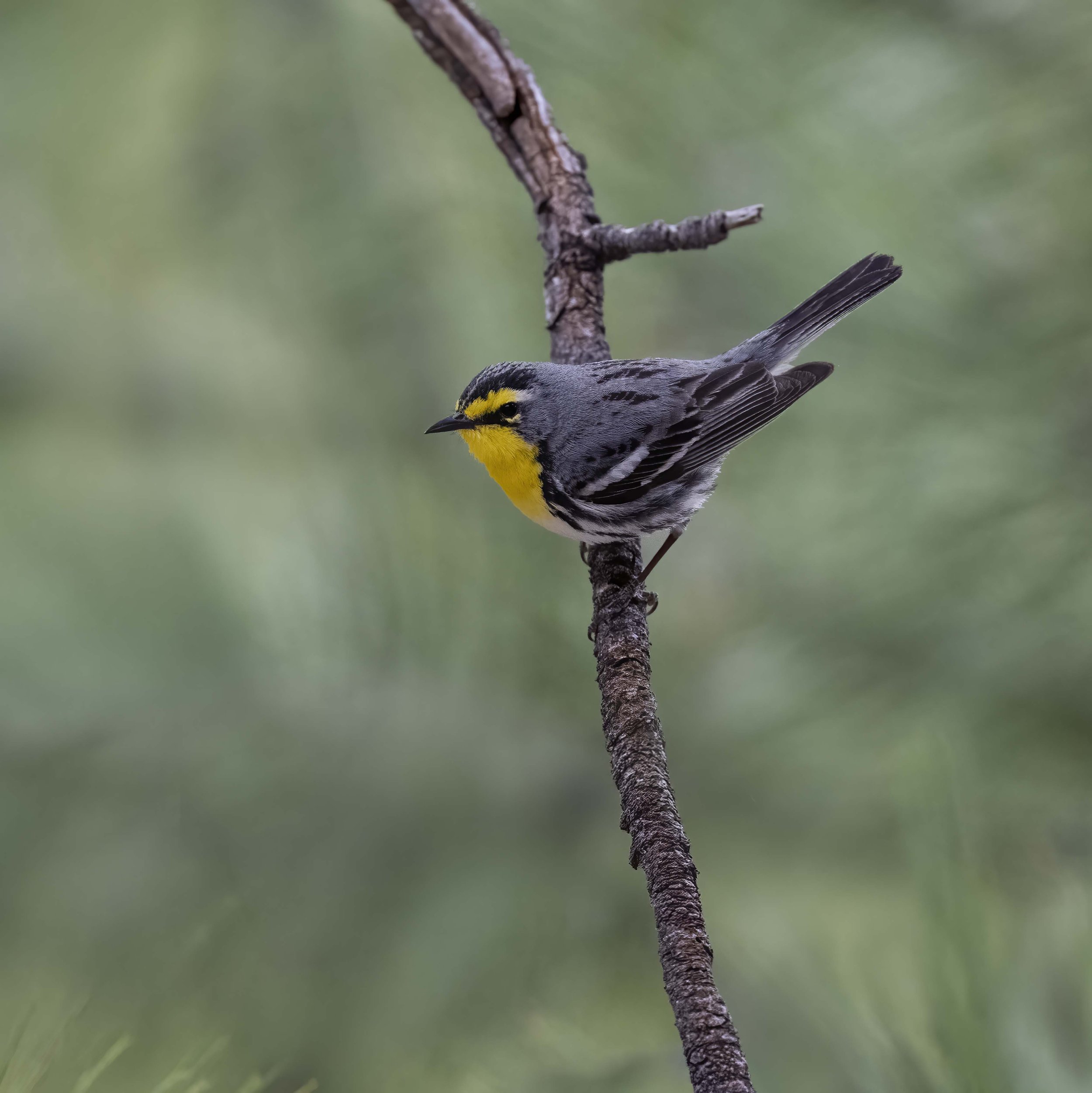 Grace's_Warbler_Z093984.jpg