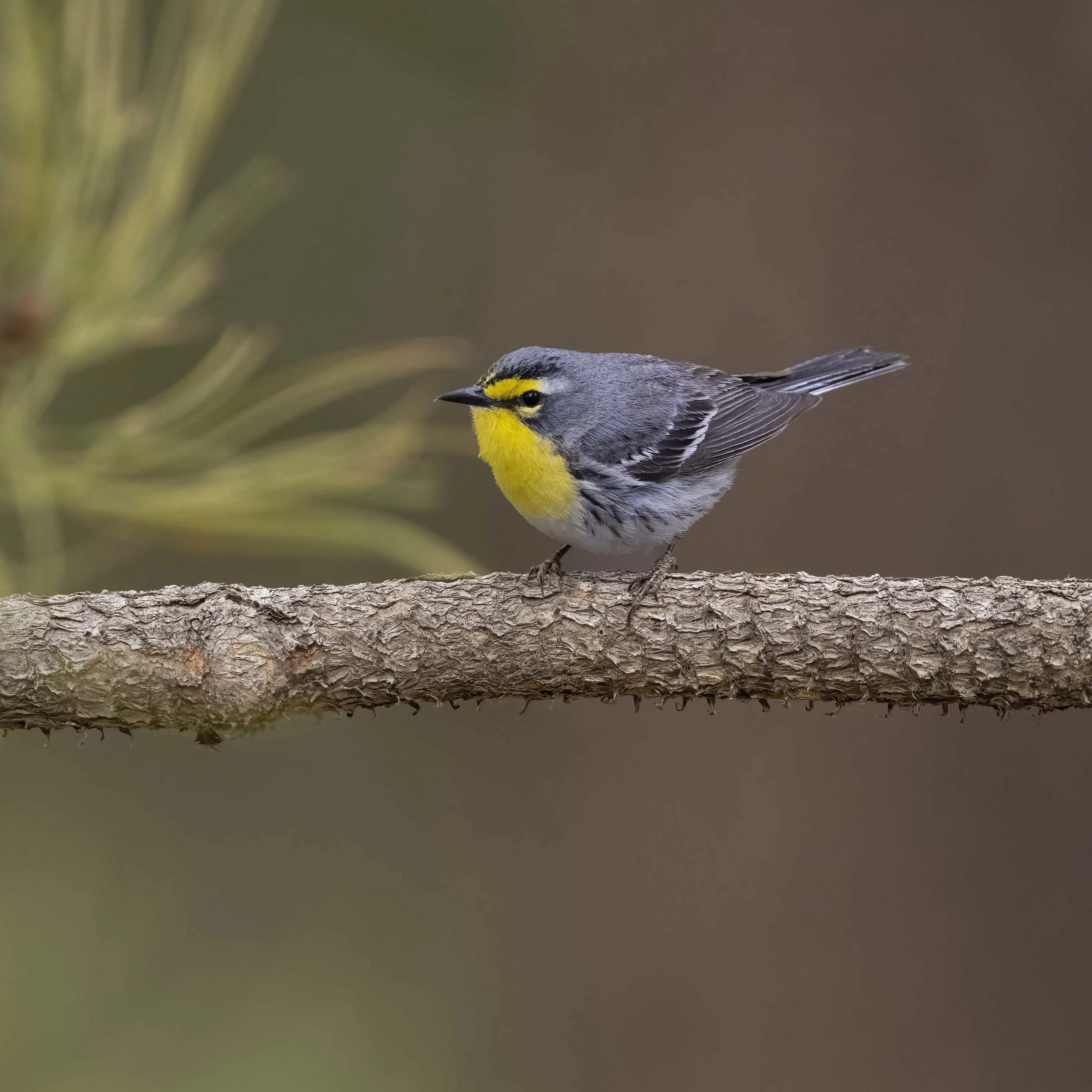Grace's_Warbler_Z094588.jpg