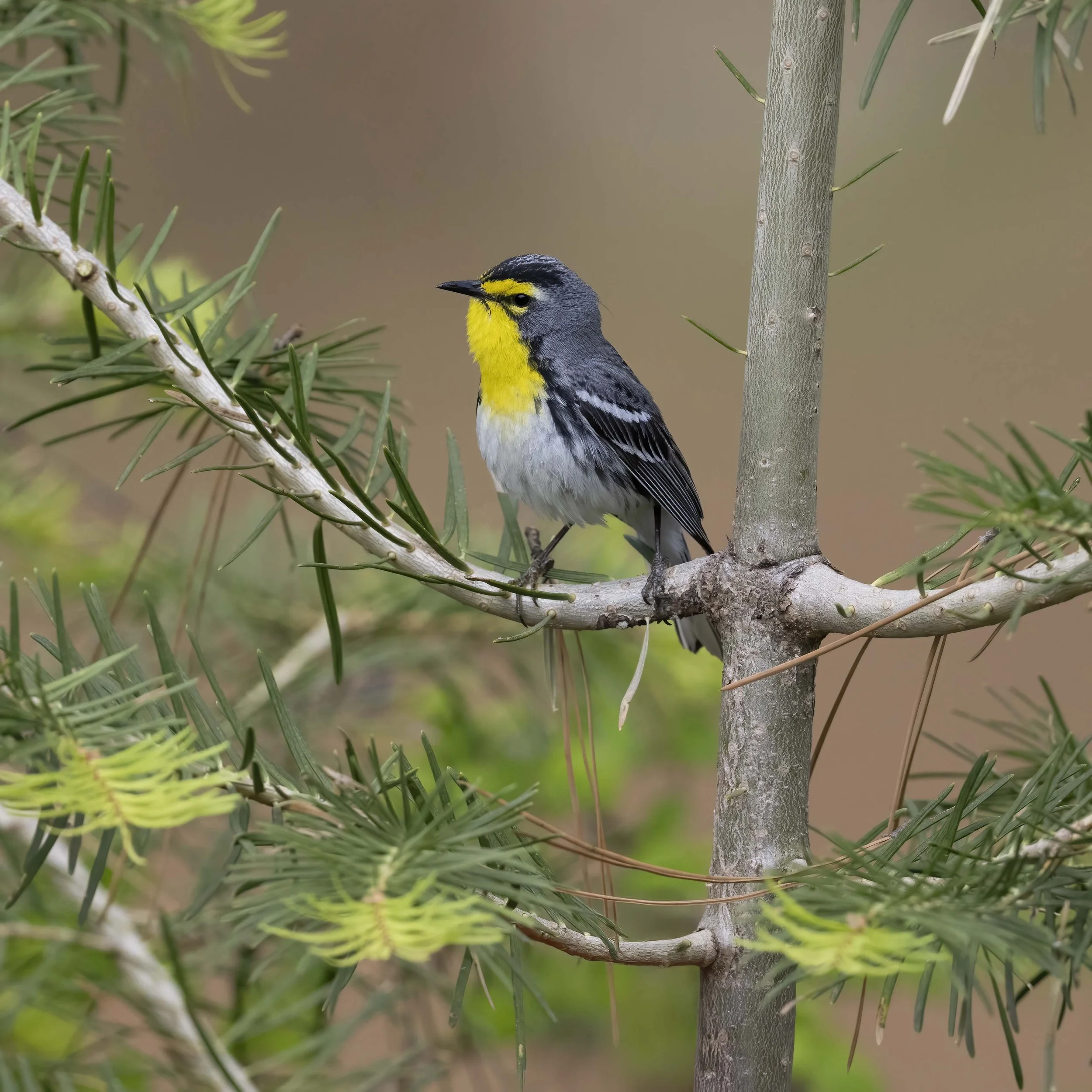 Grace's_Warbler_Z095132.jpg